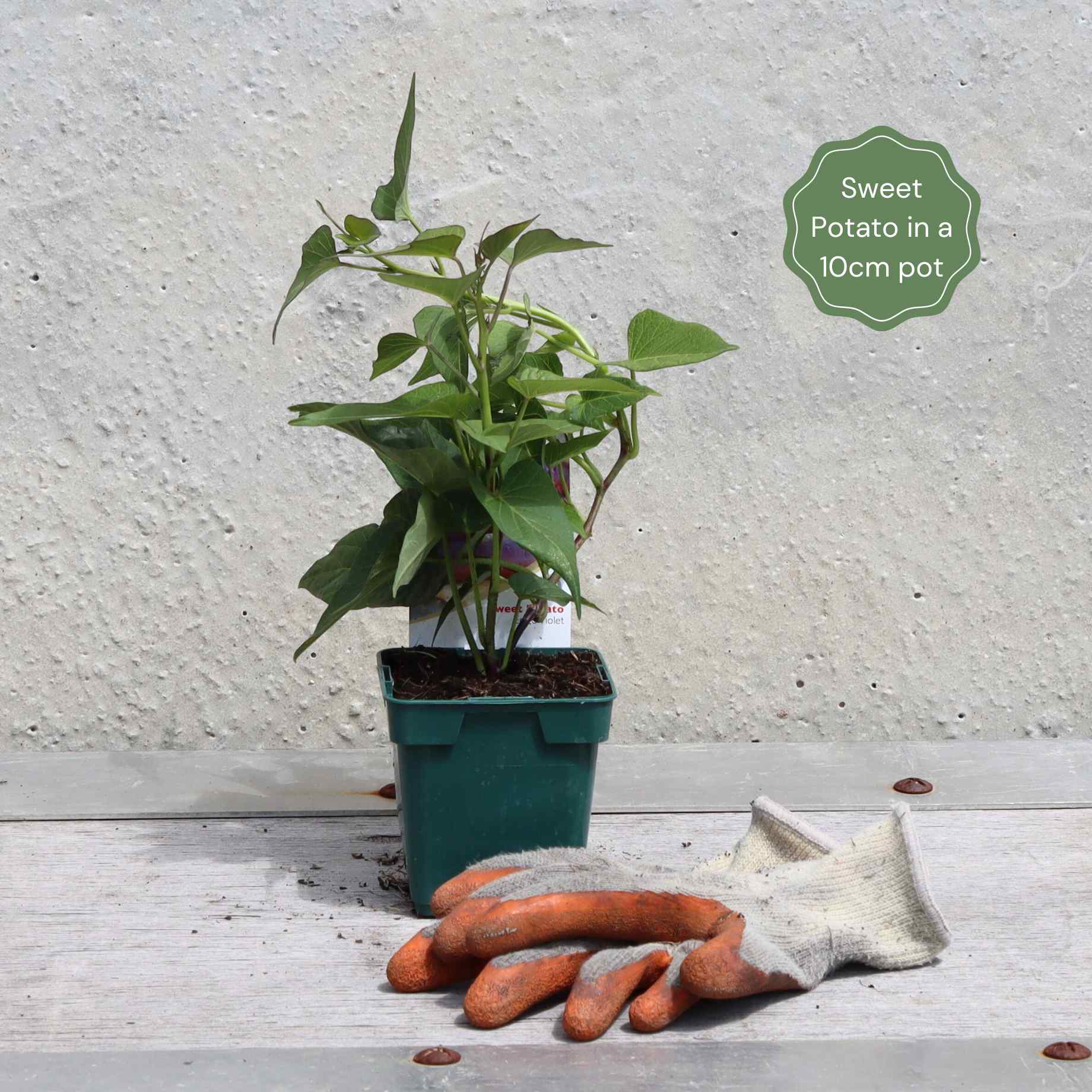 'Beauregard' Sweet Potato Plant