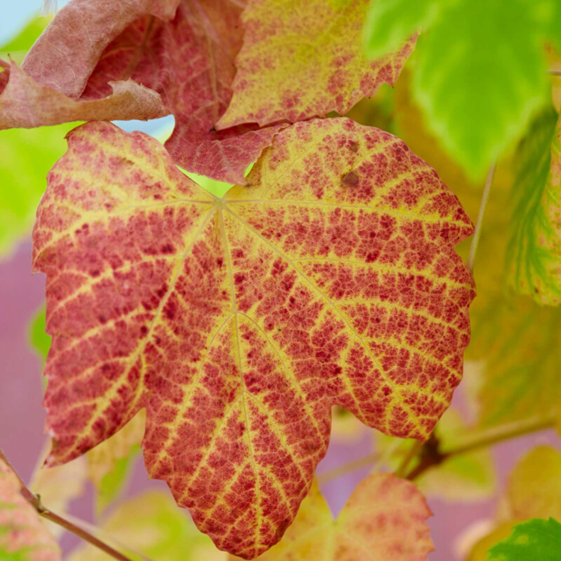 Vitis vinifera 'Purpurea'