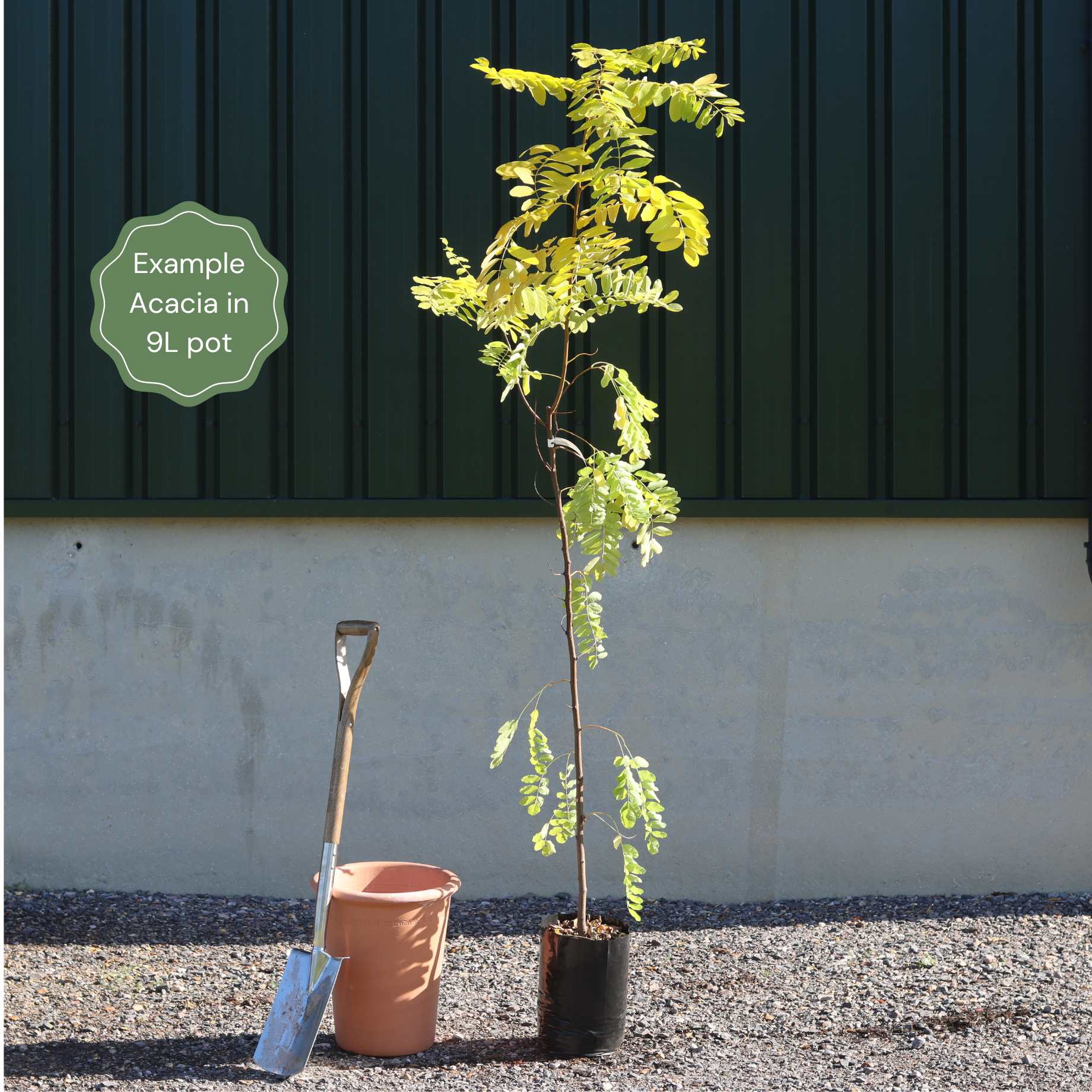 Acacia dealbata