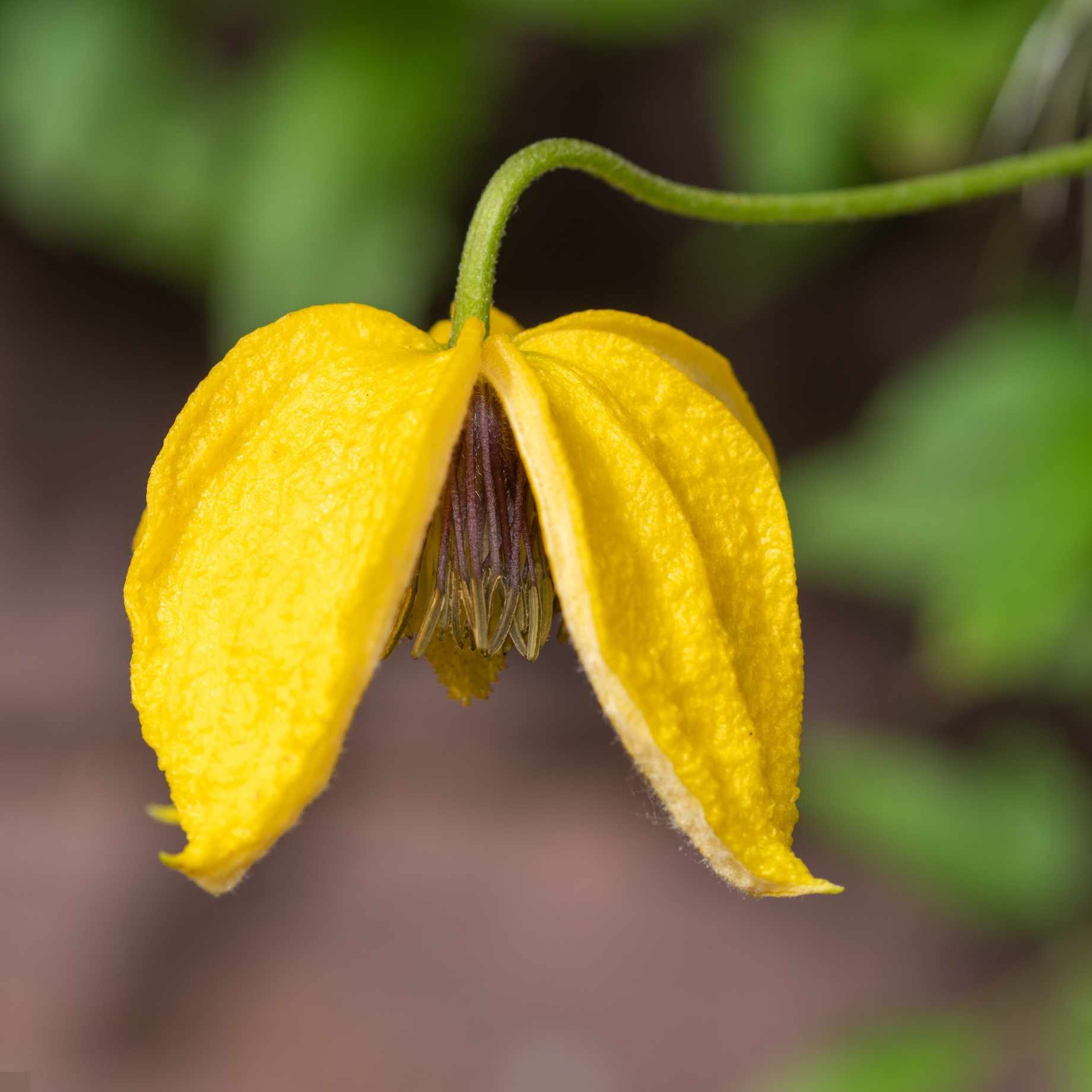 Clematis 'Golden Tiara'