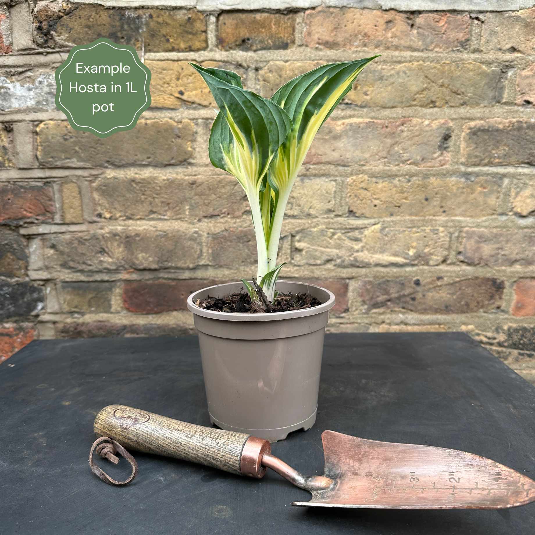 Best Ever Hosta Collection