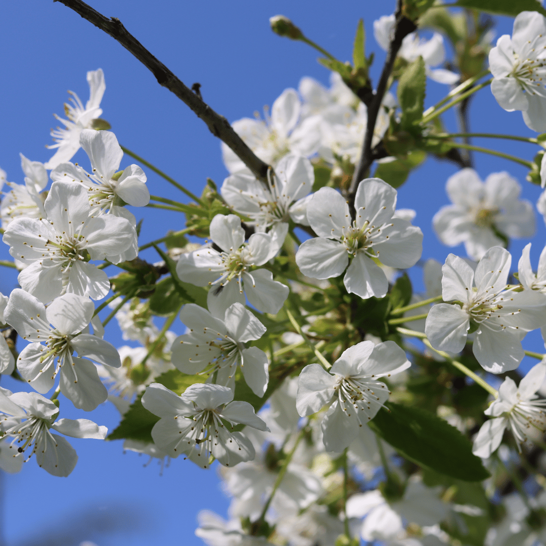 'Morello' Cherry Tree