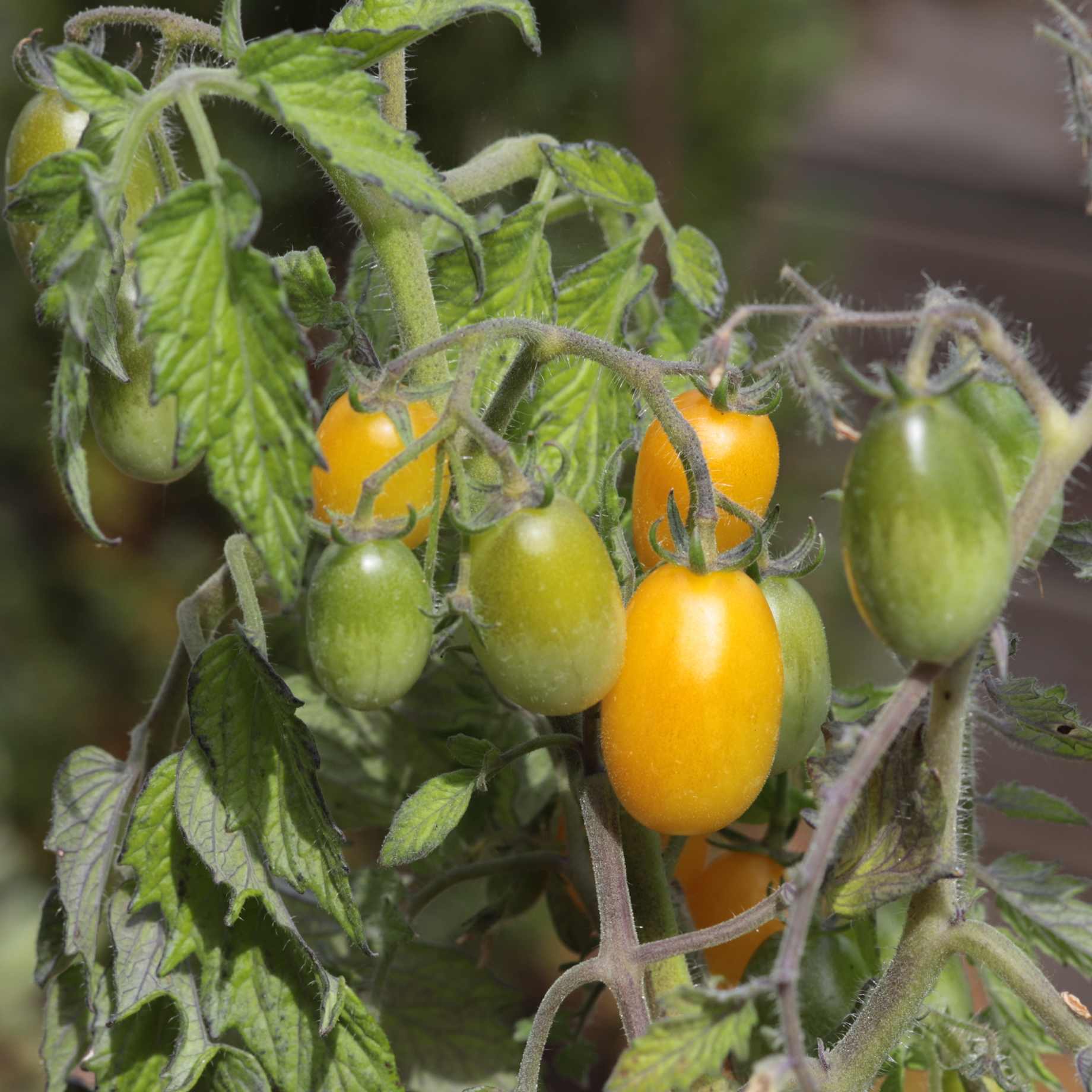 'Peardrop' Yellow Tomato Plant