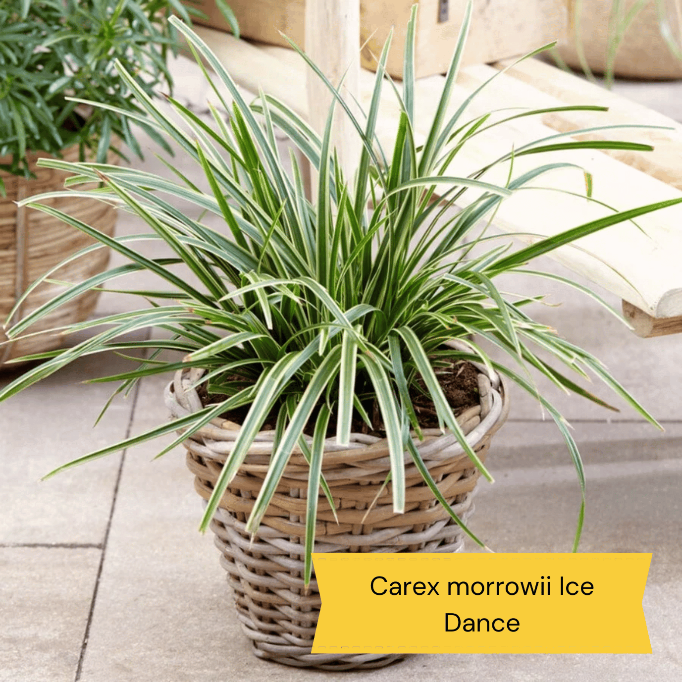 The Best Hardy Perennials