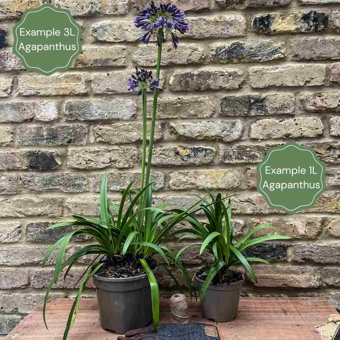 Agapanthus 'Ever Sapphire'
