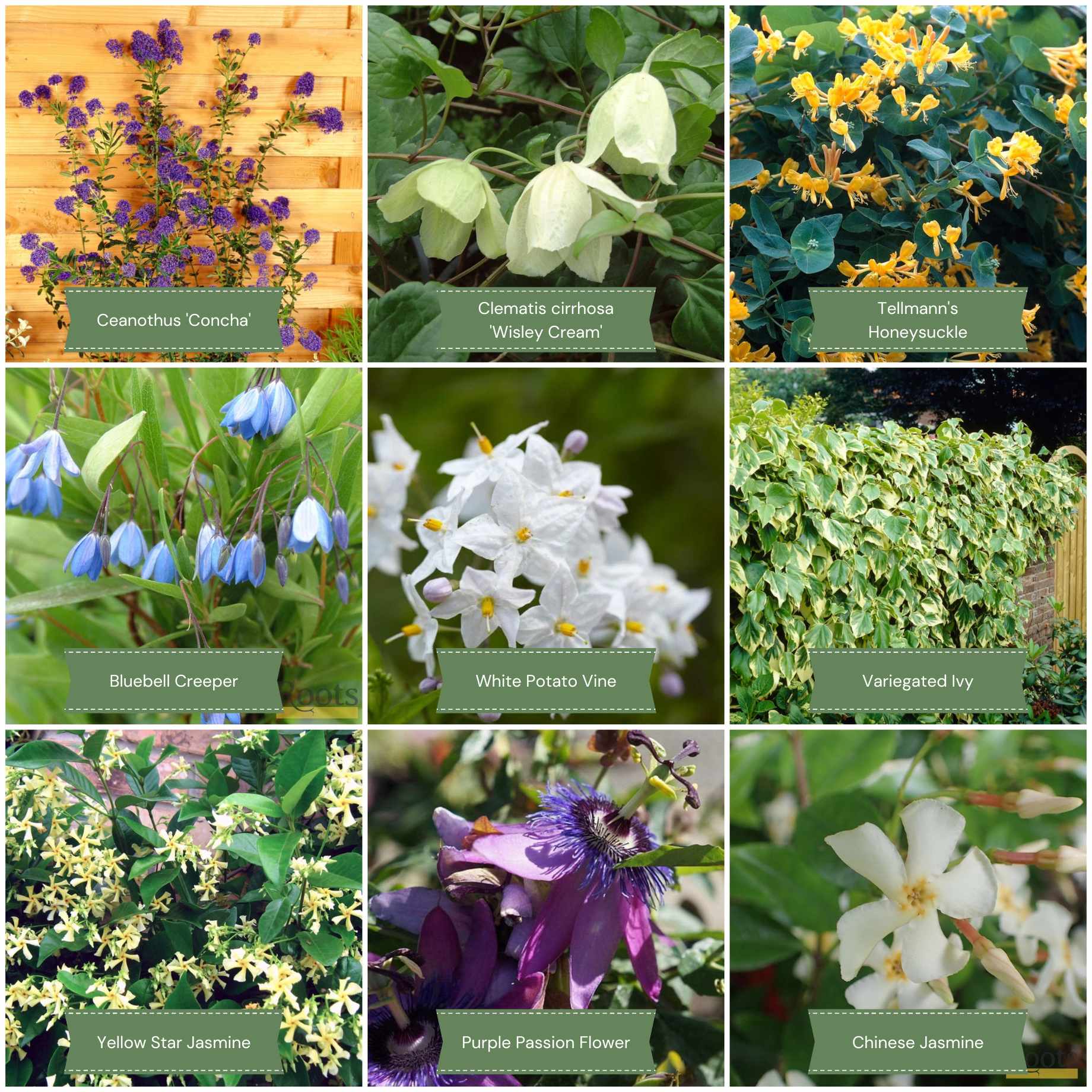 Evergreen Climbers Collection