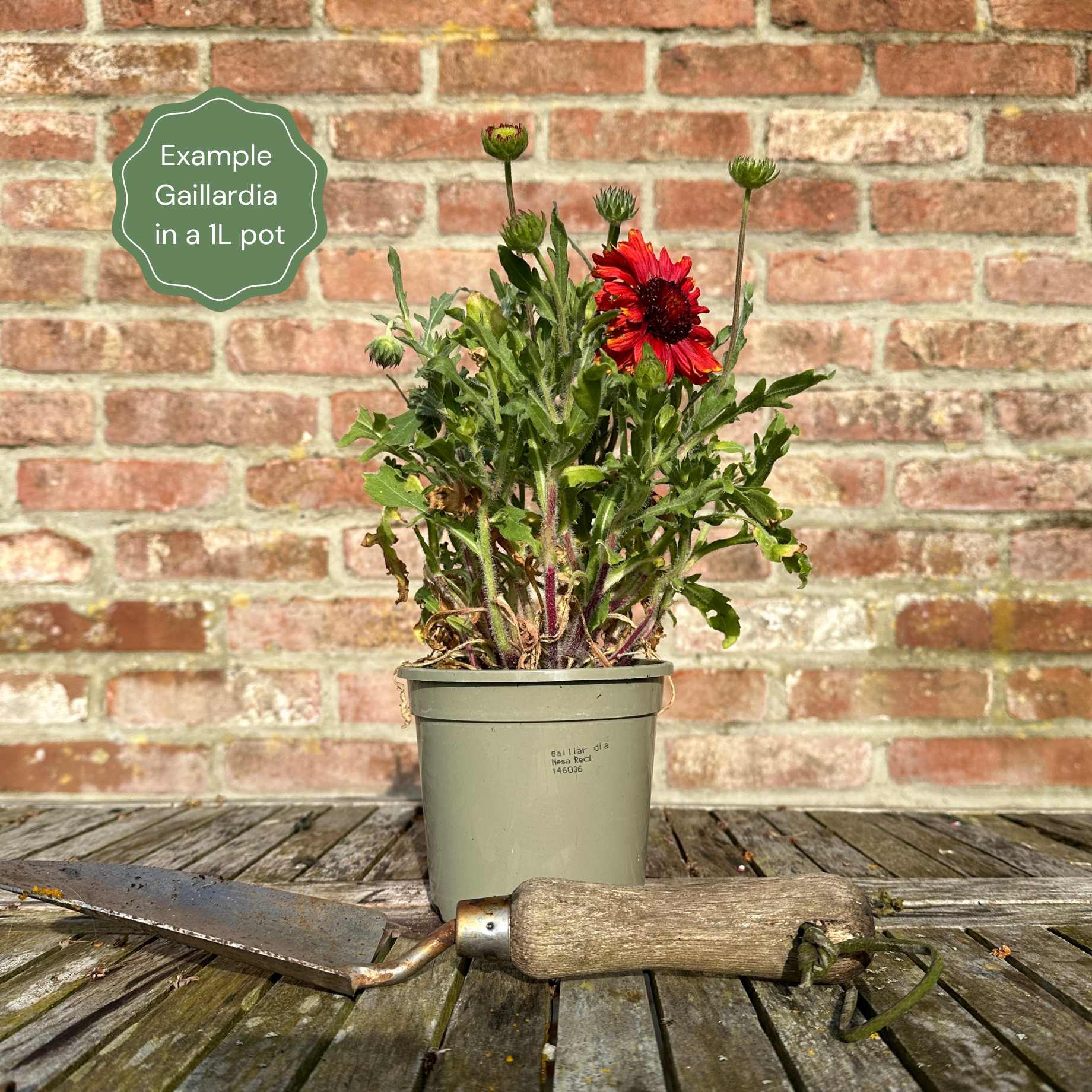 Gaillardia 'Mesa Yellow'