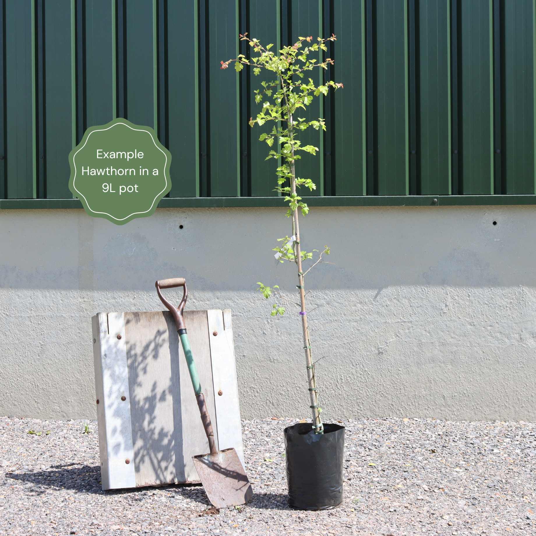 Crataegus x lavalleei 'Carrierei'