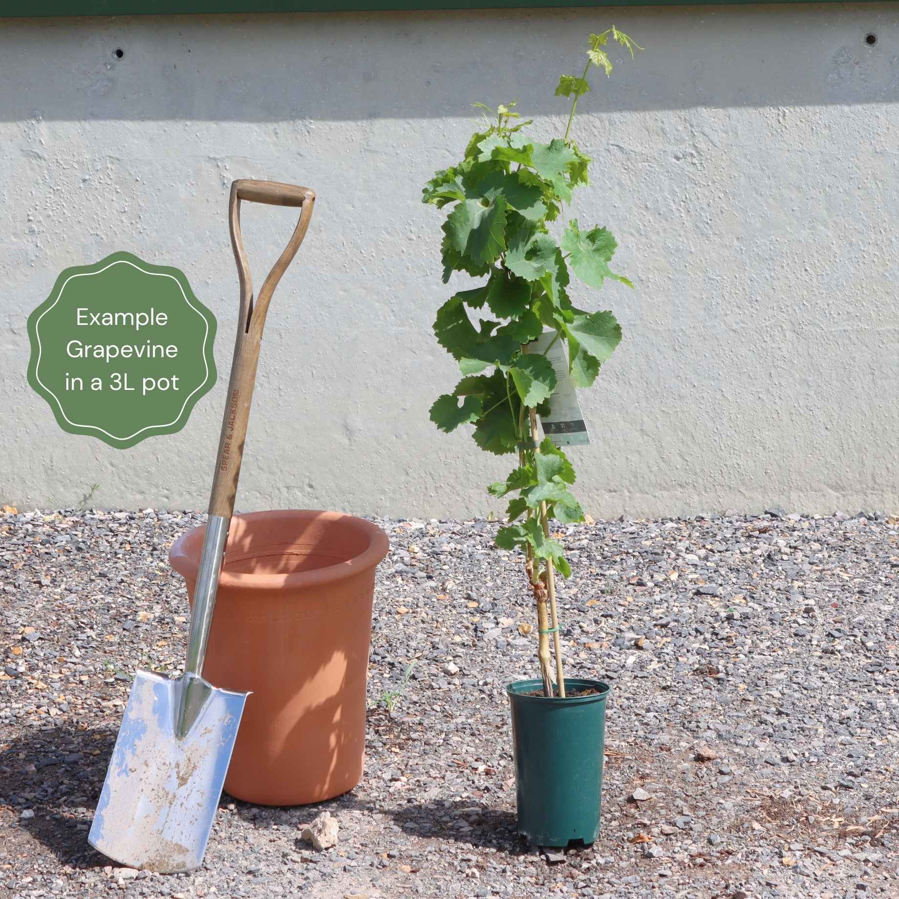 'Maréchal Foch' Outdoor Grape Vine