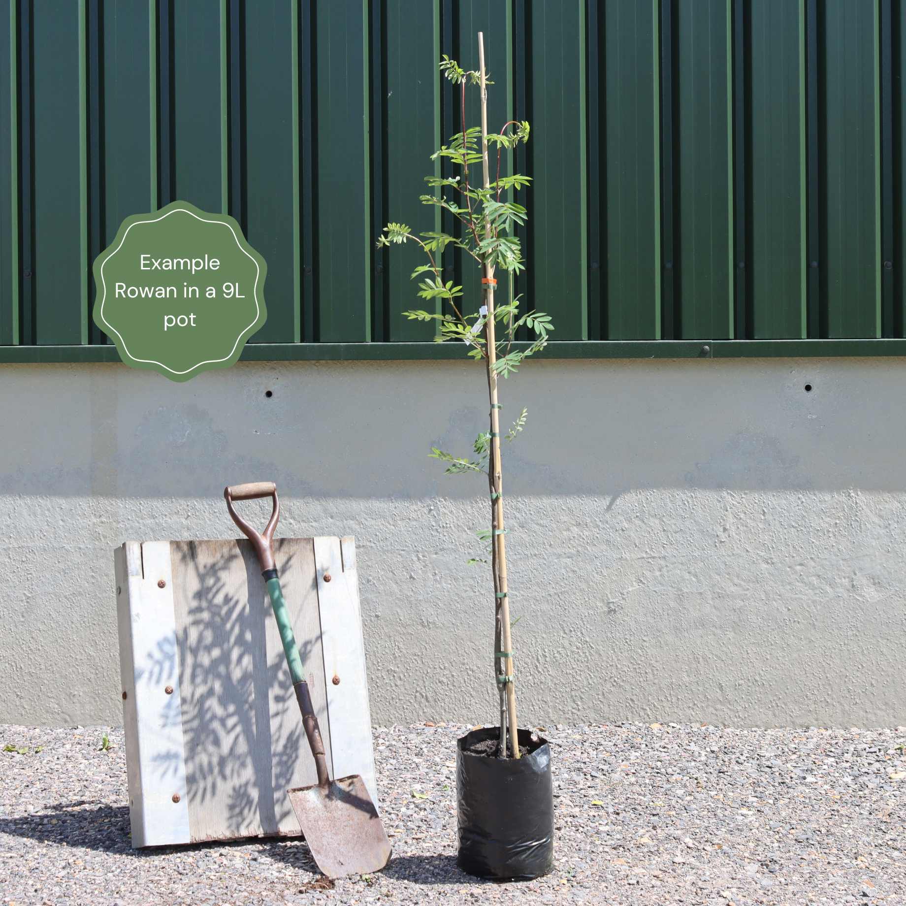 Sorbus vilmorinii