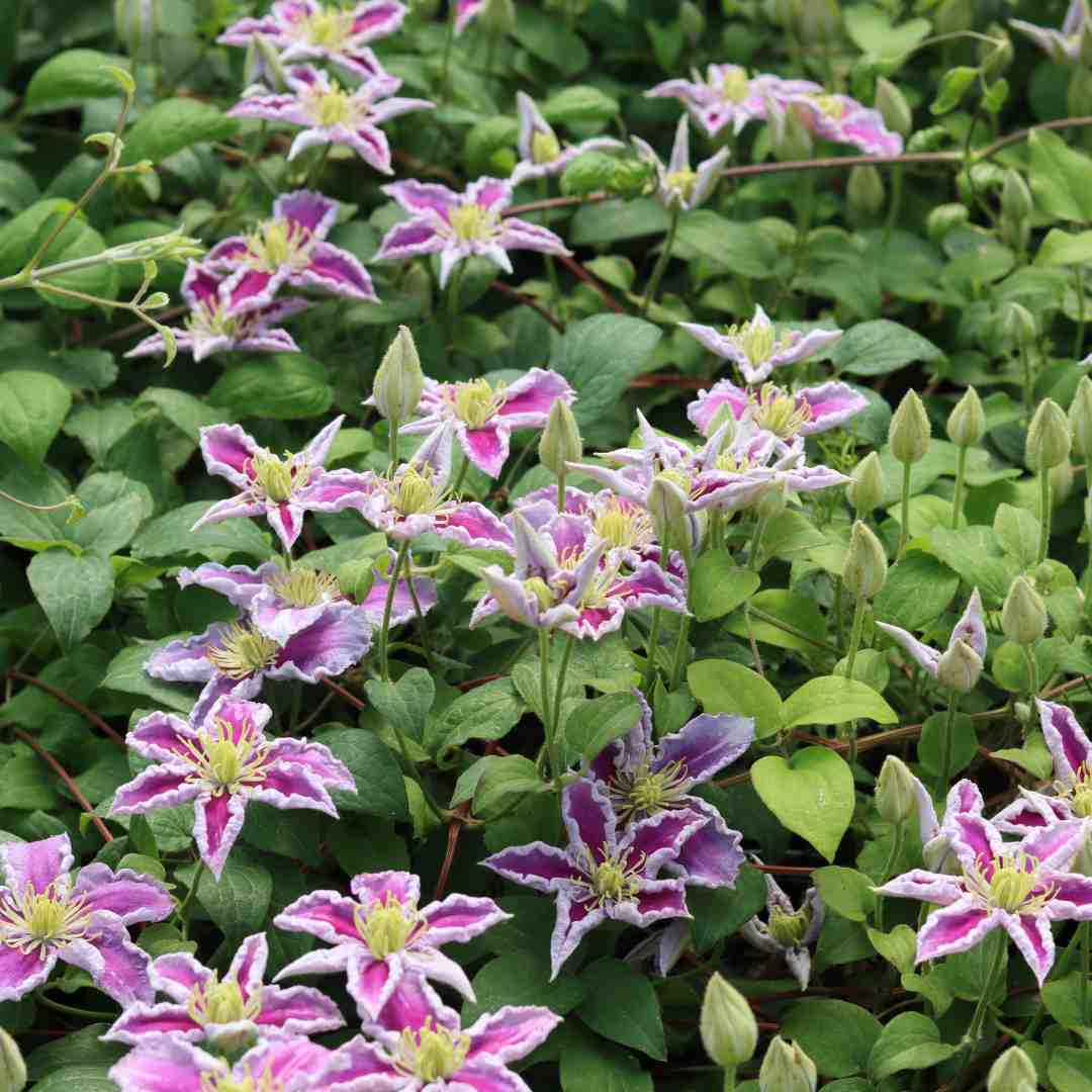 Clematis 'Nelly Moser'