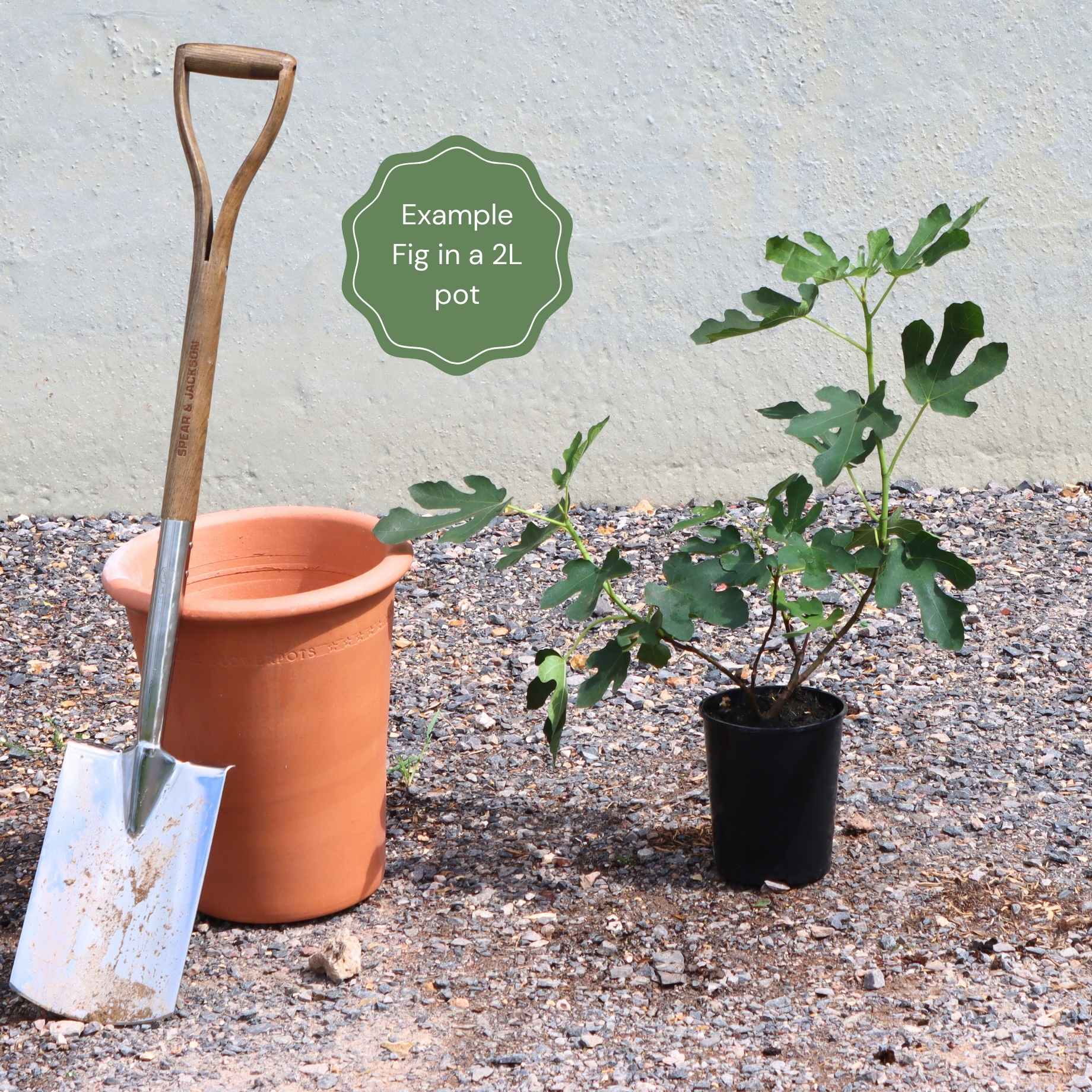 'Dalmatie' Fig Tree