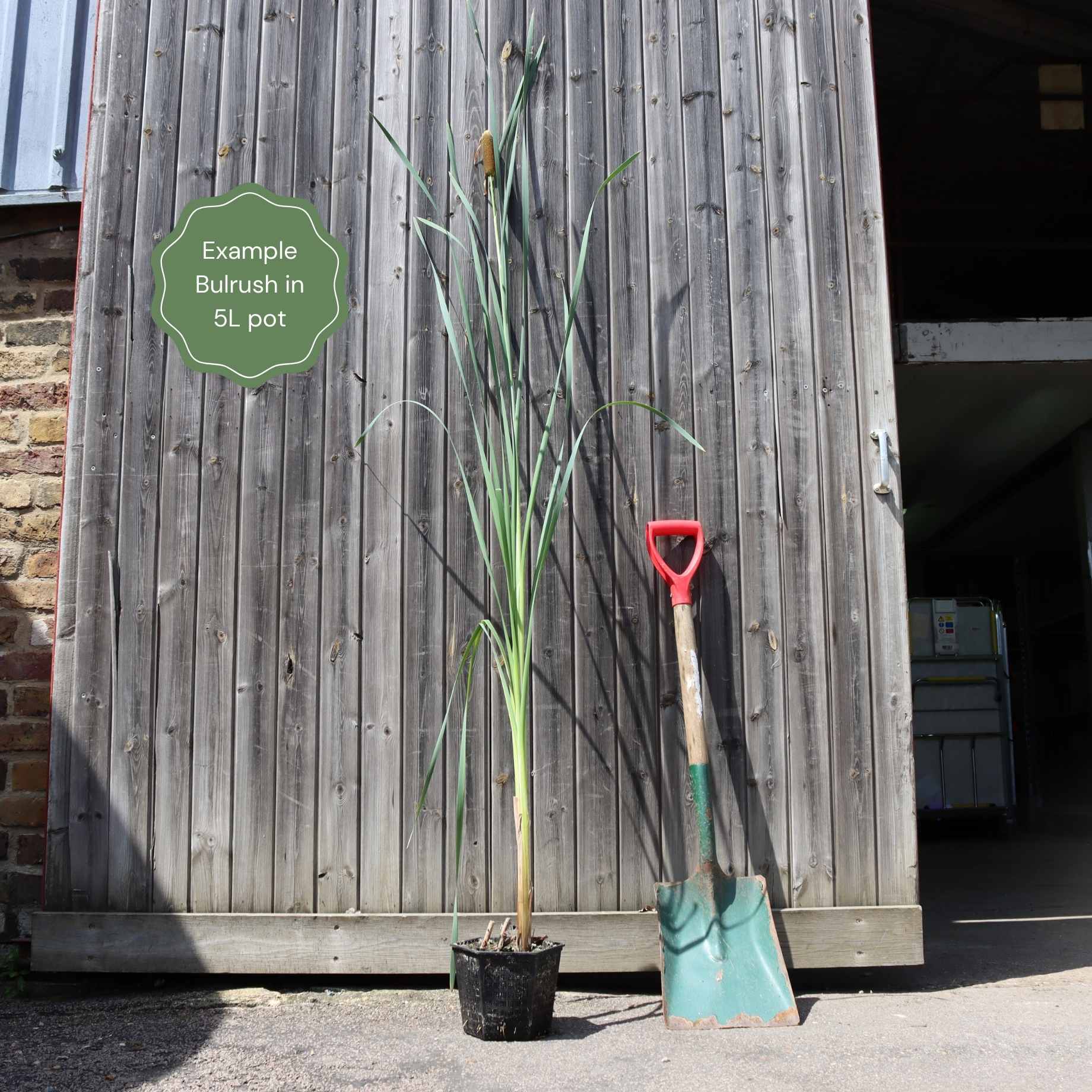 Typha latifolia