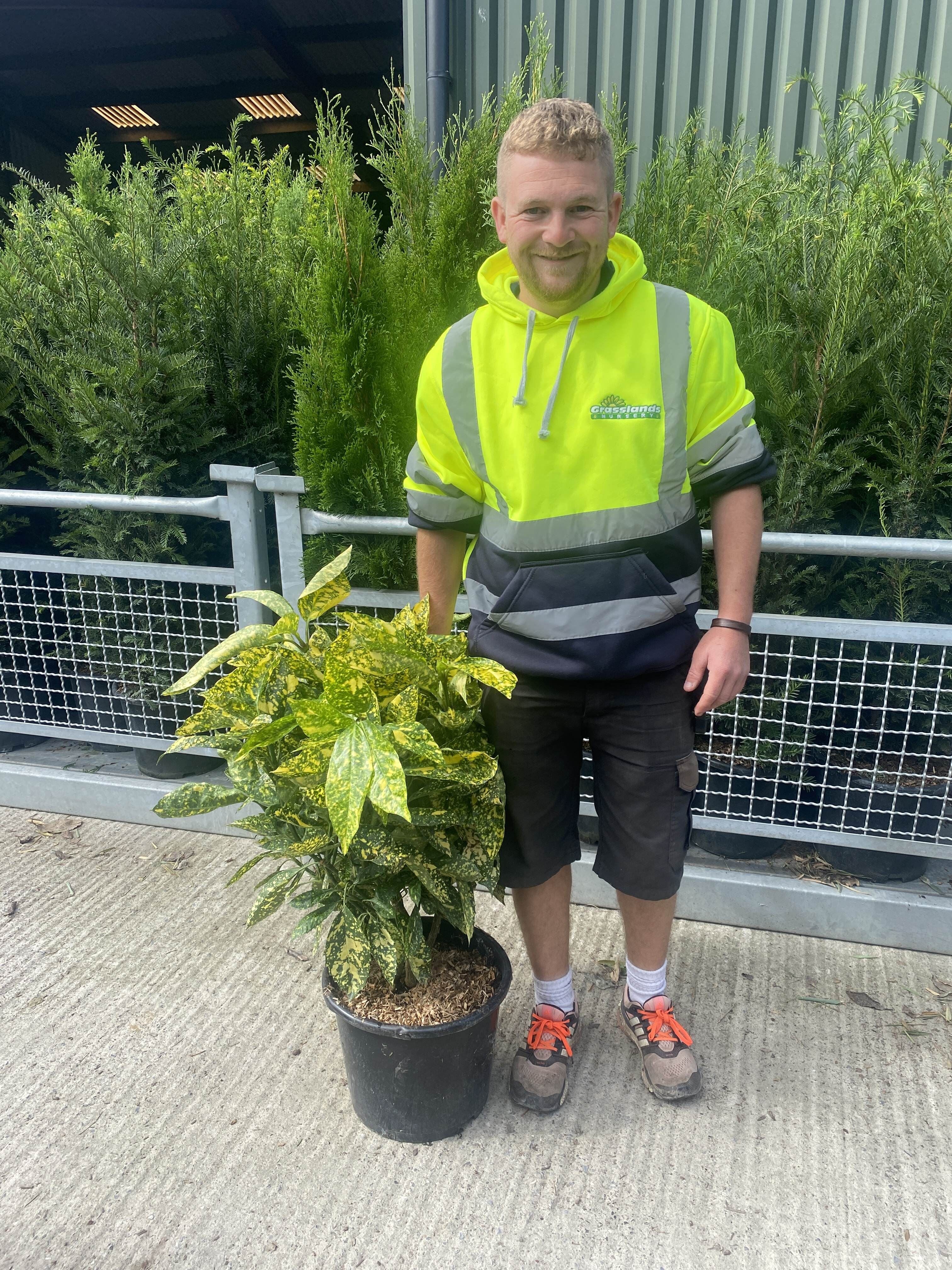 Aucuba Japonica Crotonifolia 15 Litre Pot