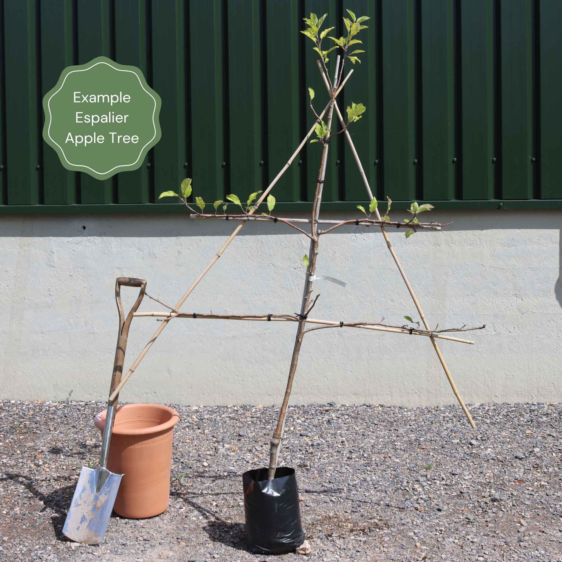 Espalier Apple Tree