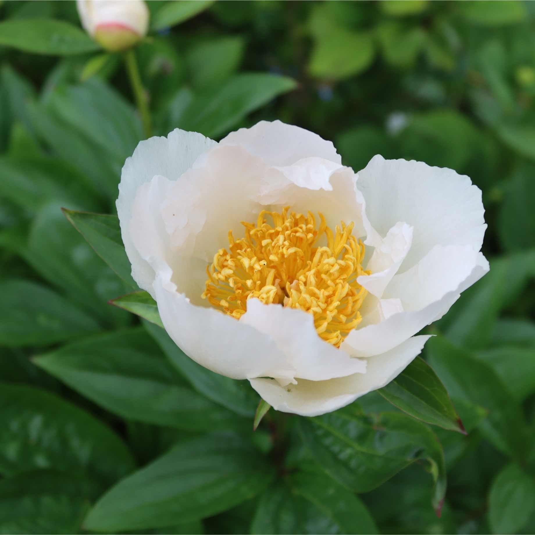 Peony 'Krinkled White'