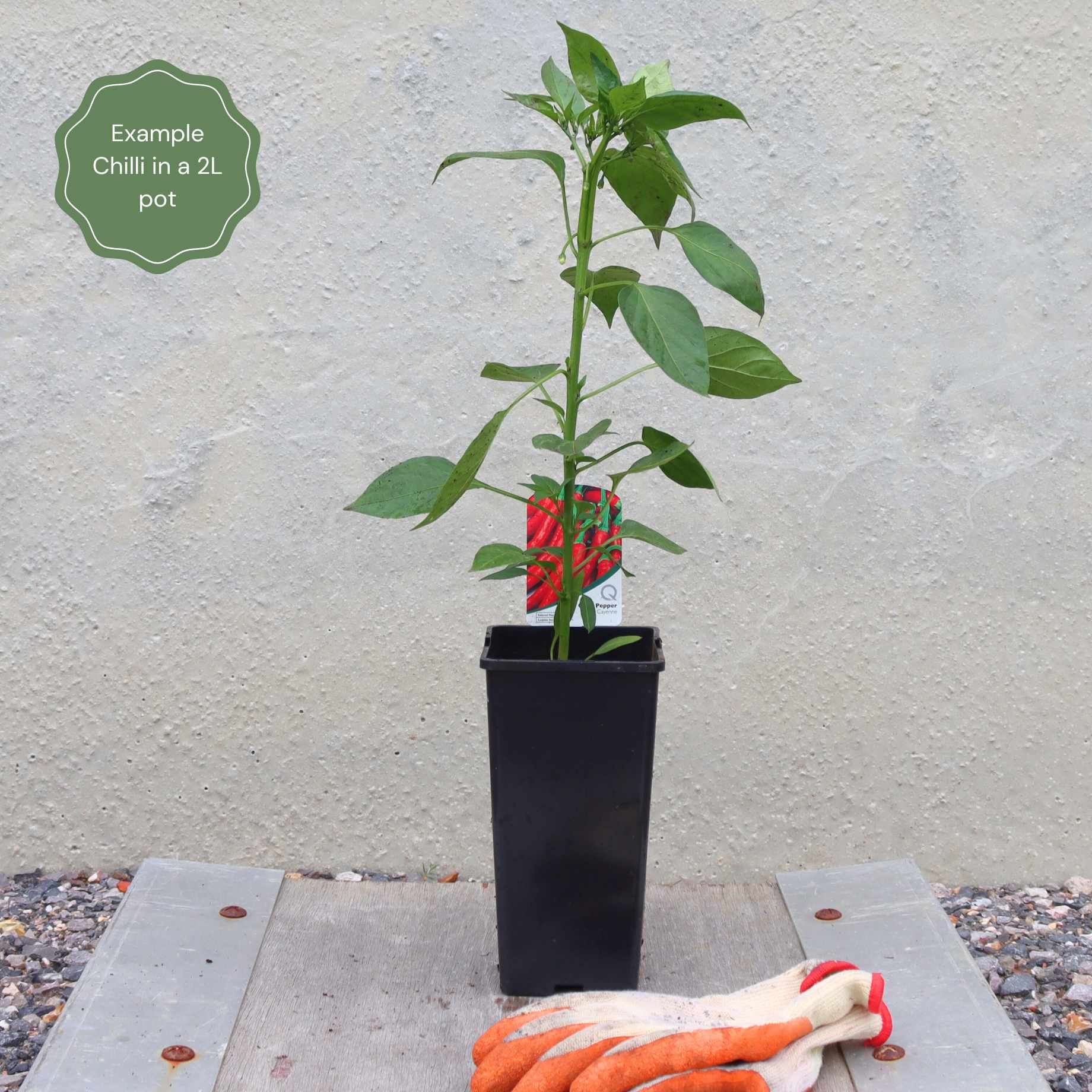 'Basket of Fire' Chilli Pepper Plant