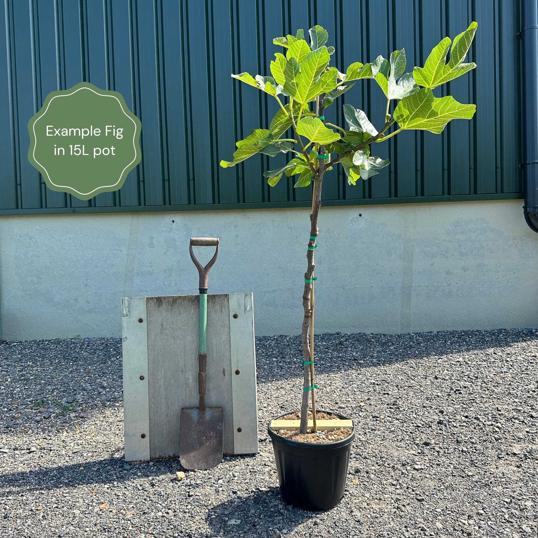'Ice Crystal' Fig Tree