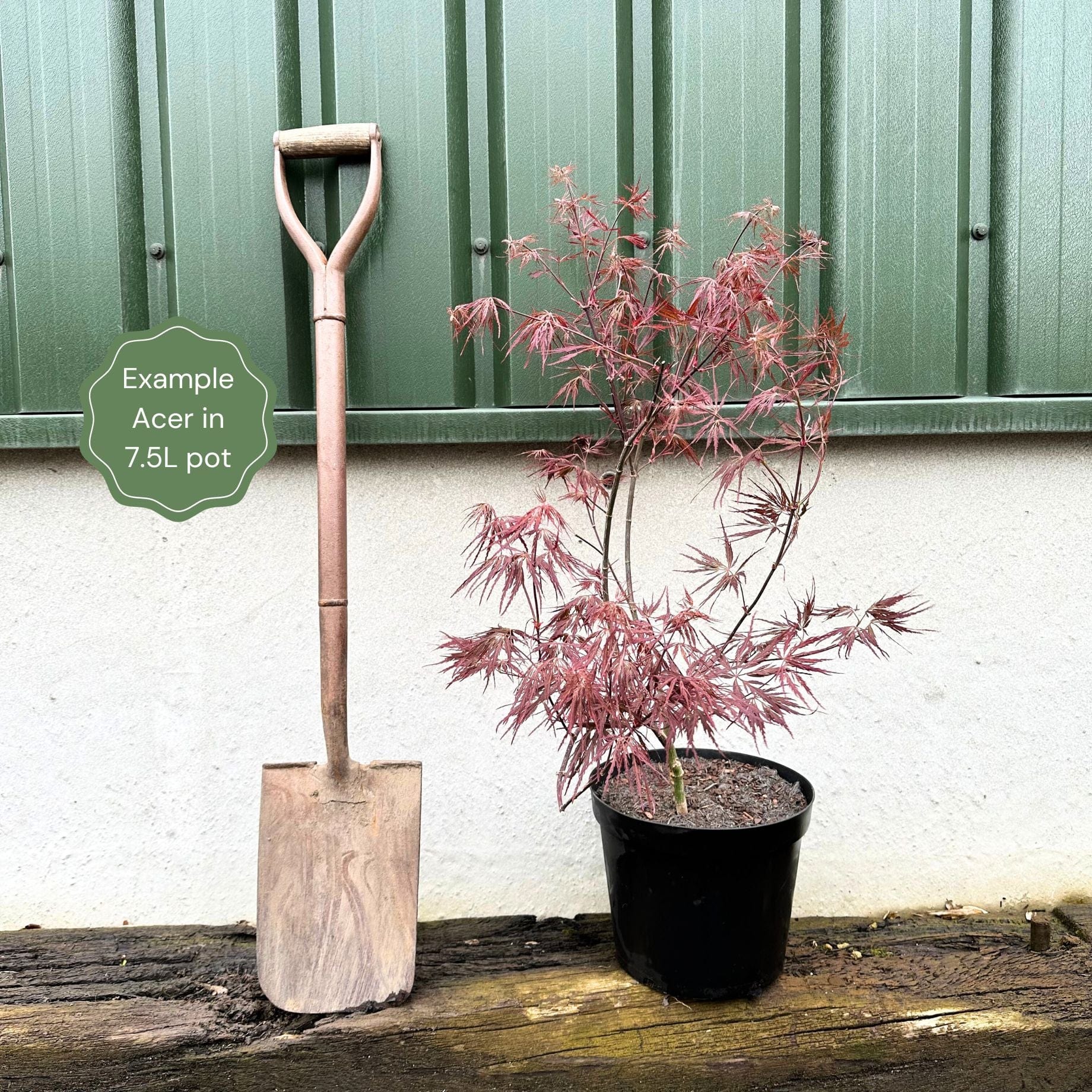 Acer palmatum dissectum 'Tamukeyama'