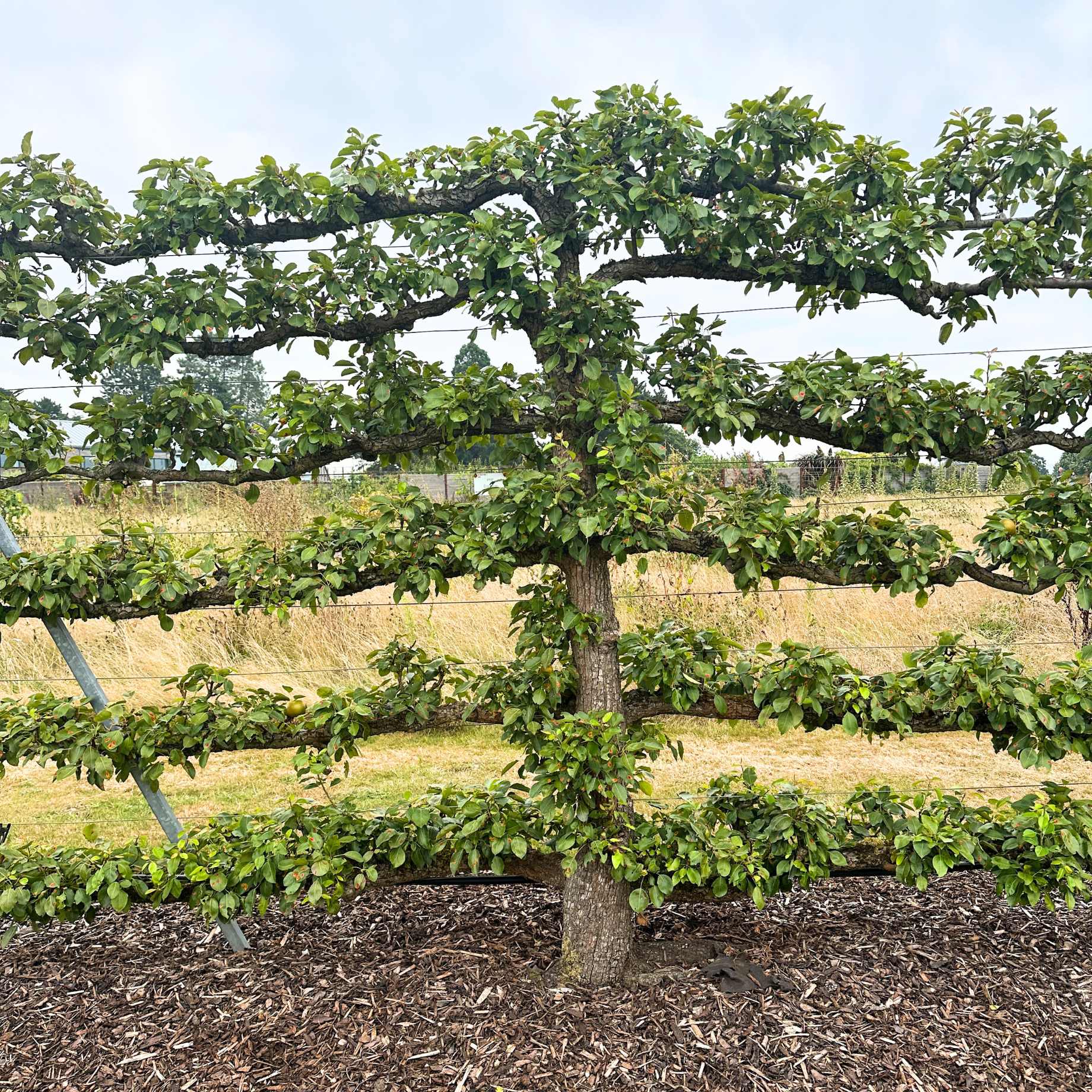 Espalier Pear Tree