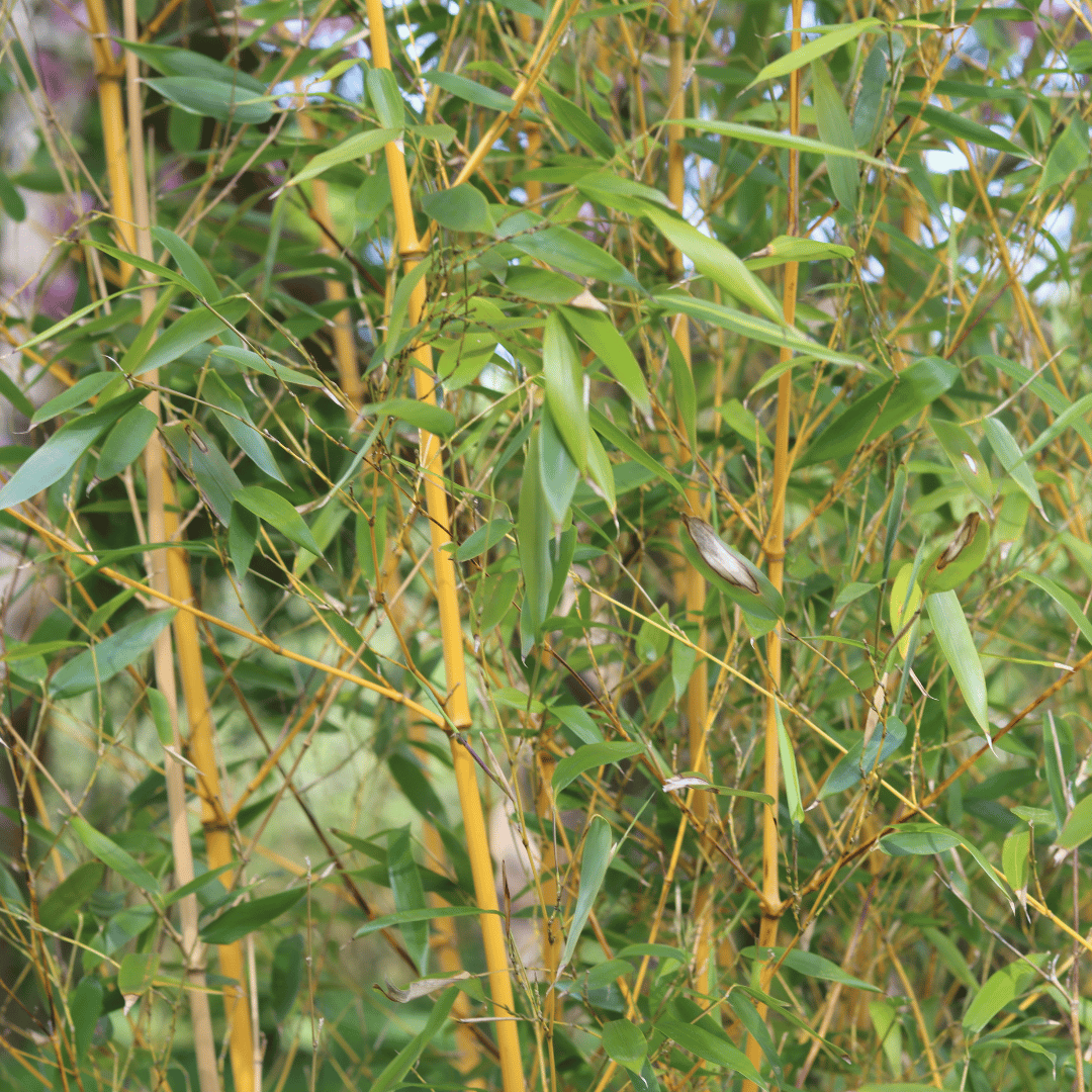 Phyllostachys aurea