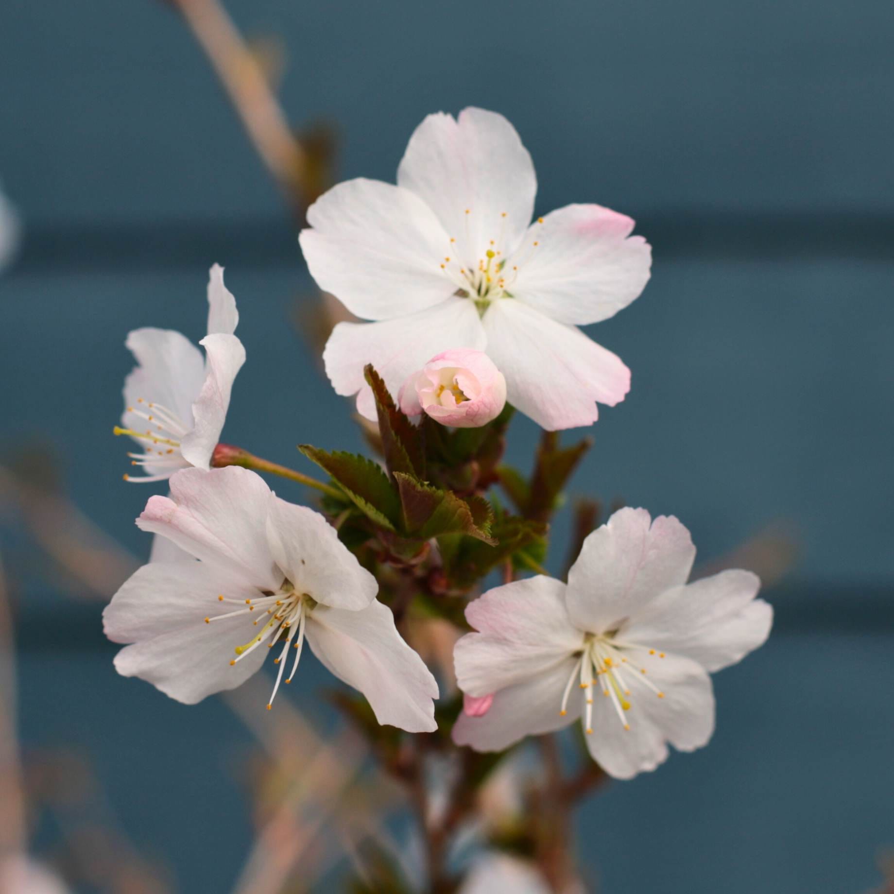 Prunus incisa