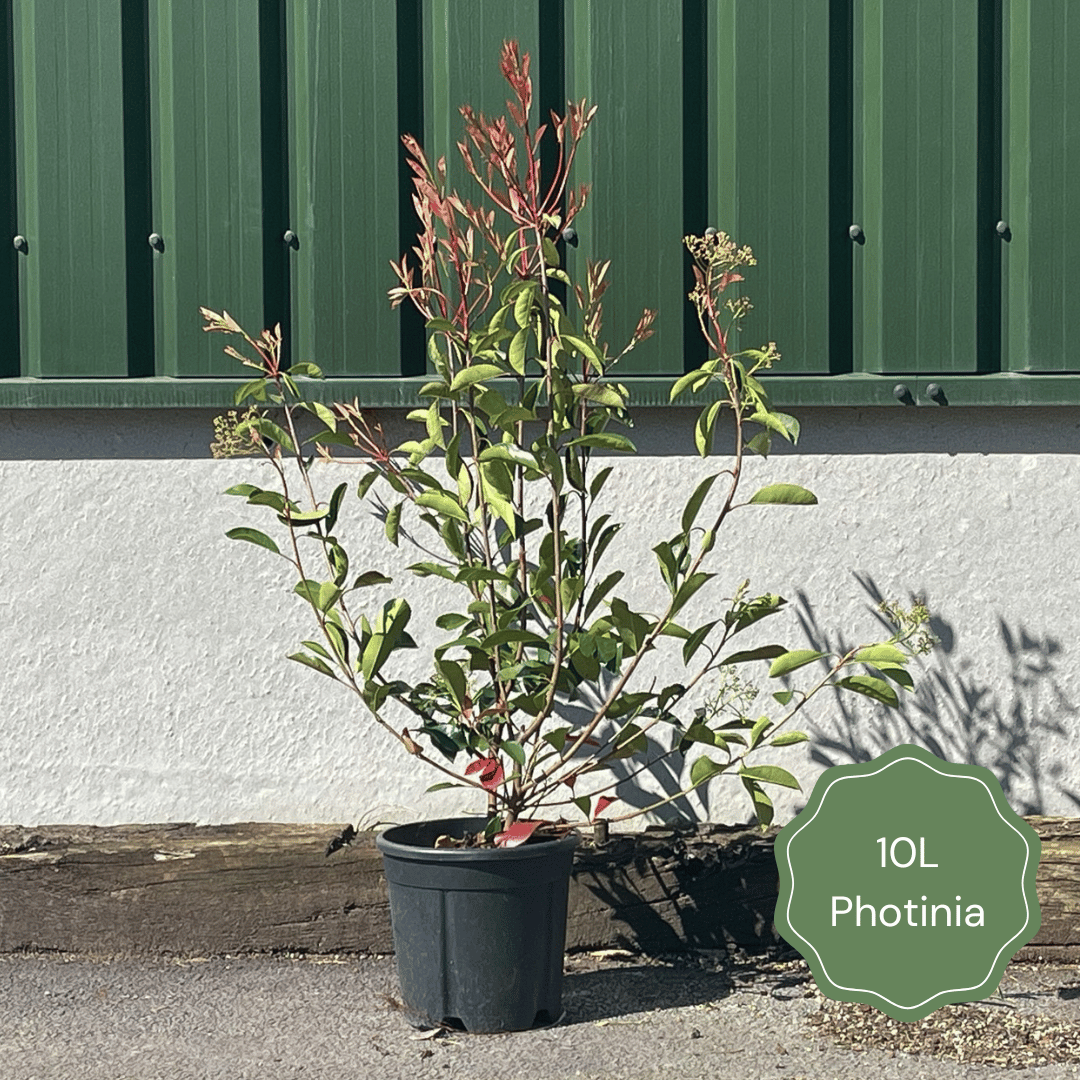 Photinia 'Pink Marble'