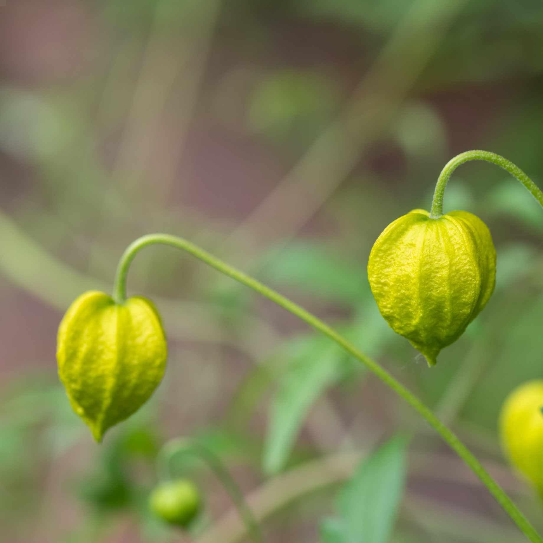 Clematis 'Golden Tiara'
