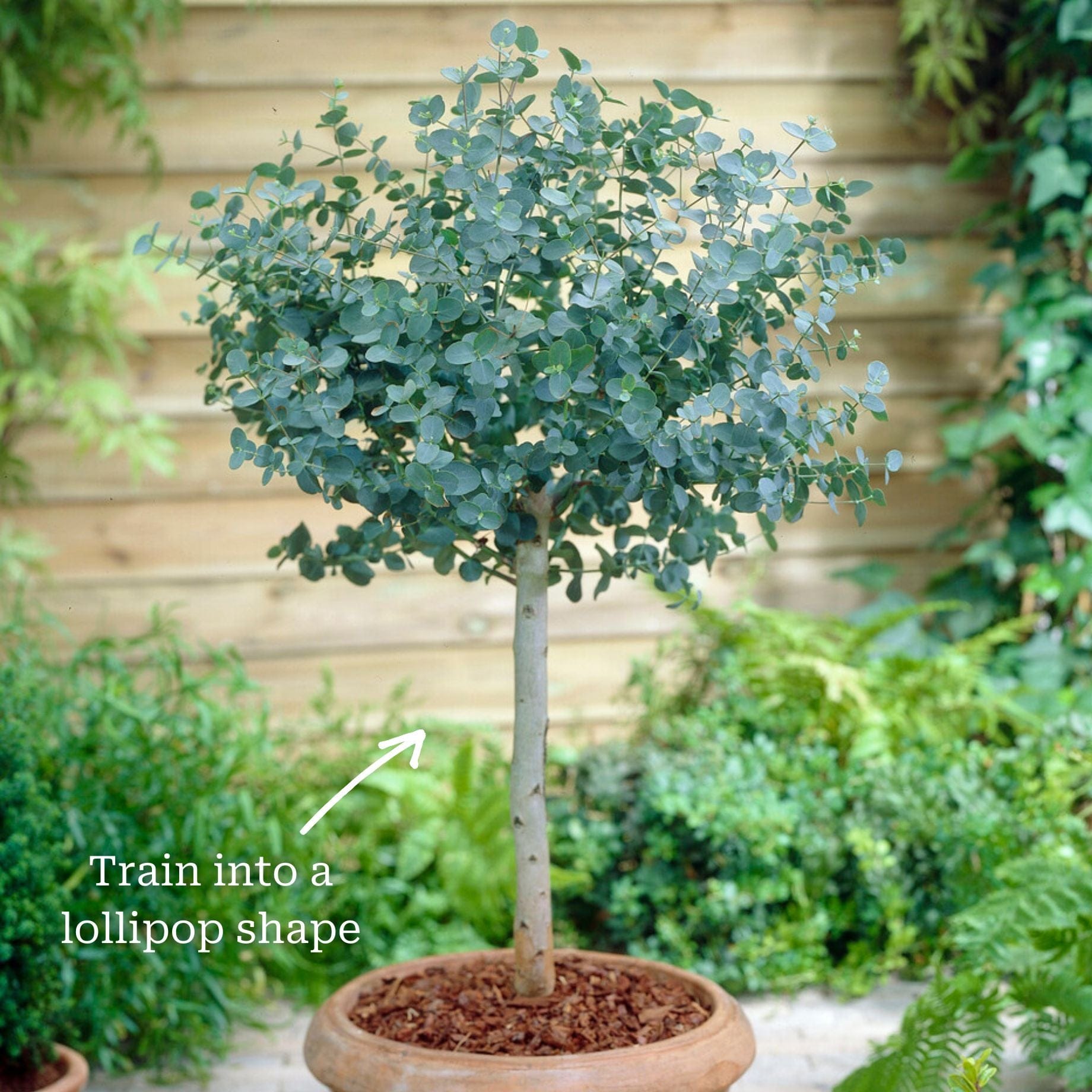 Eucalyptus gunnii