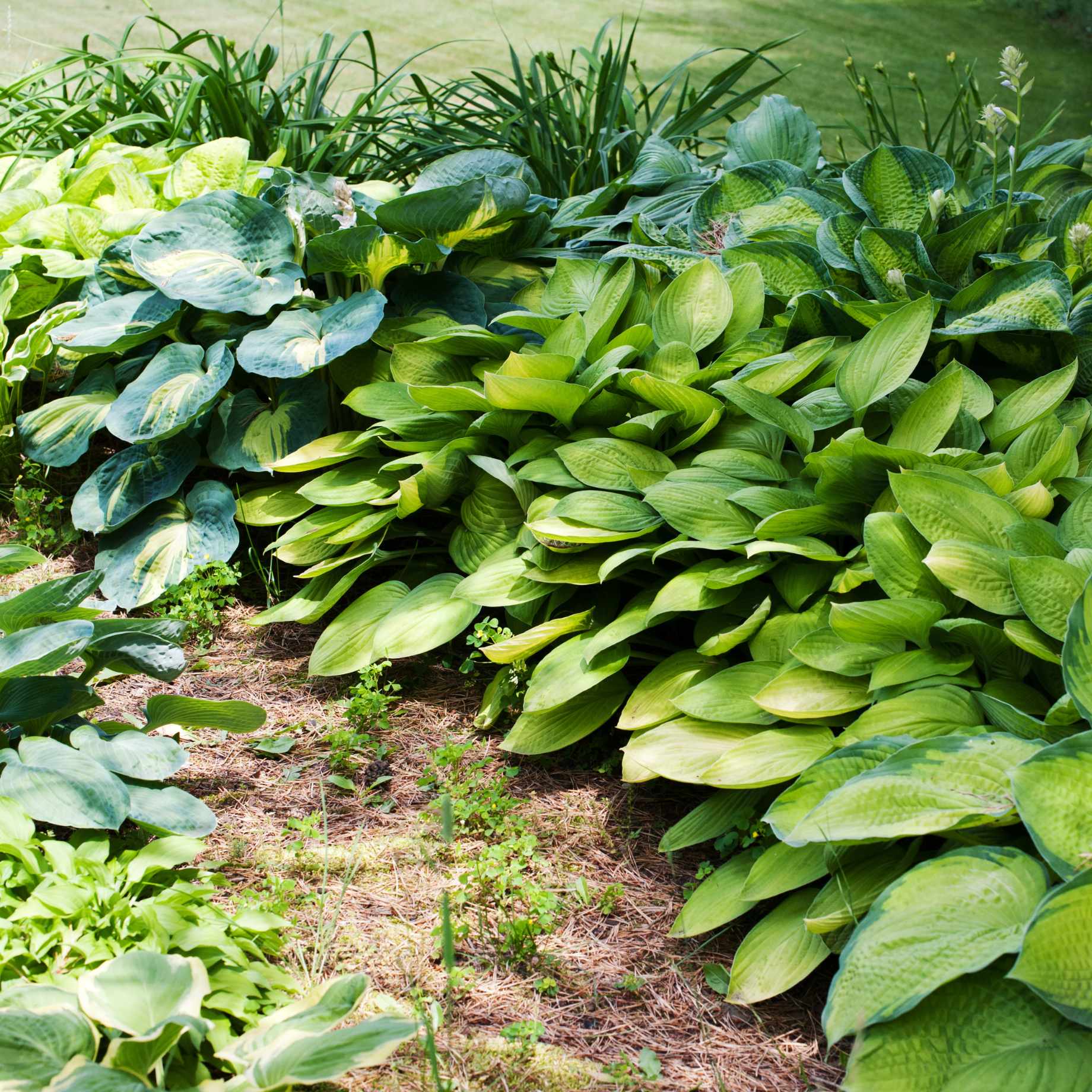Best Ever Hosta Collection