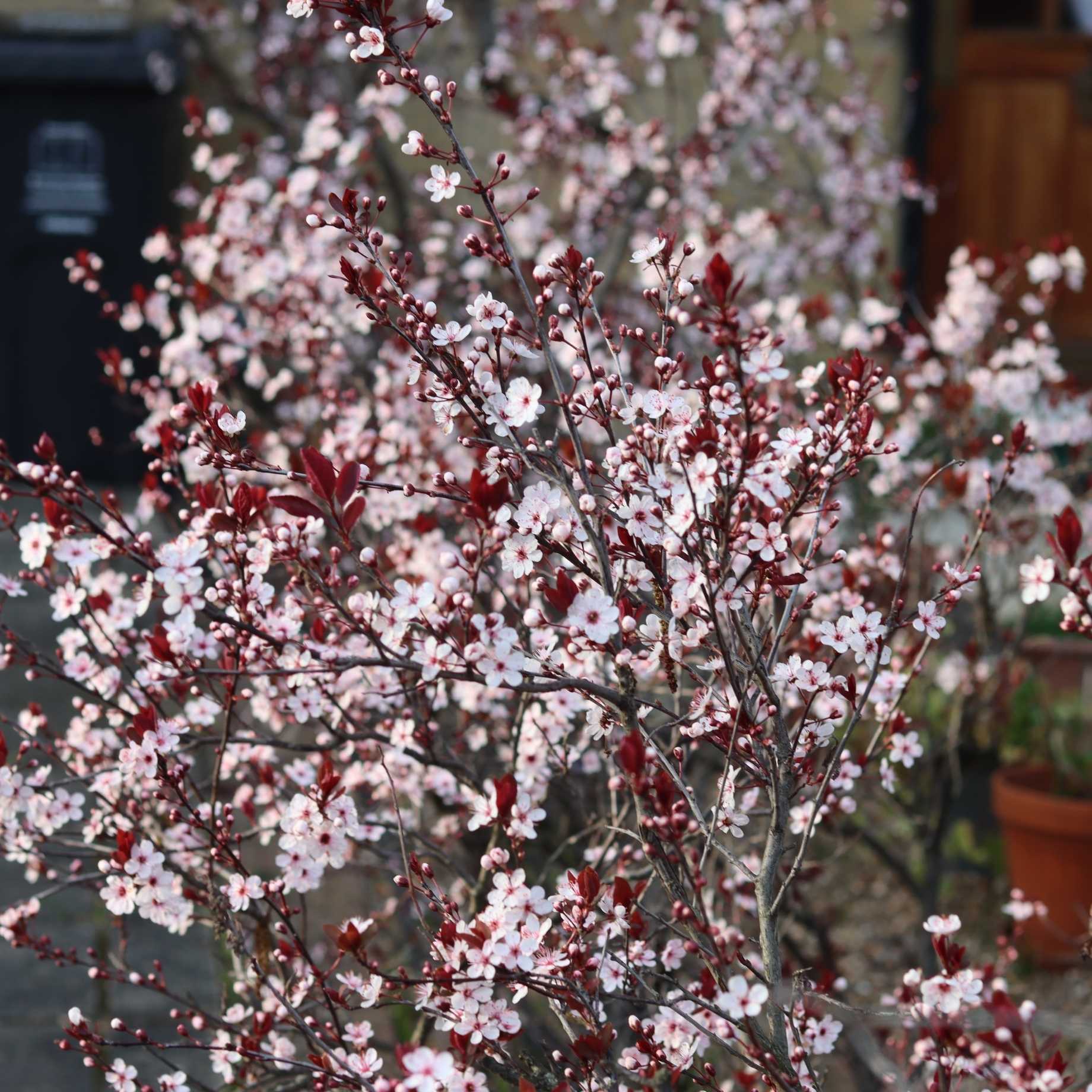 Prunus cerasifera