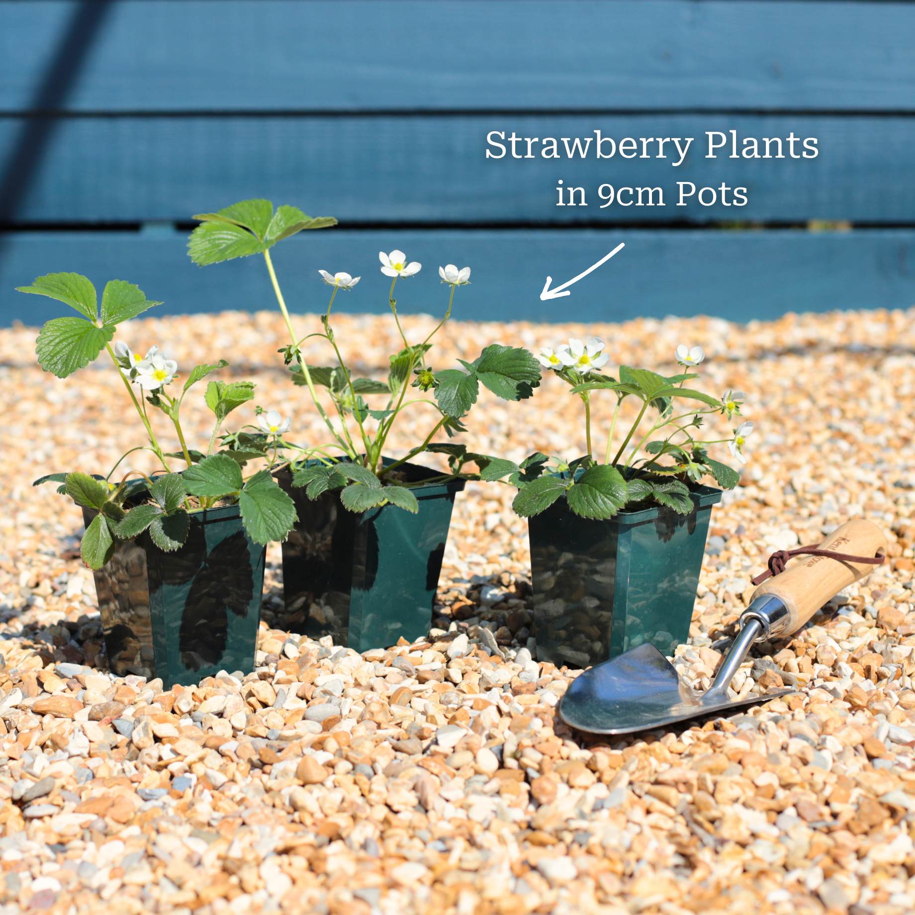 'Pineberry' Strawberry Plants