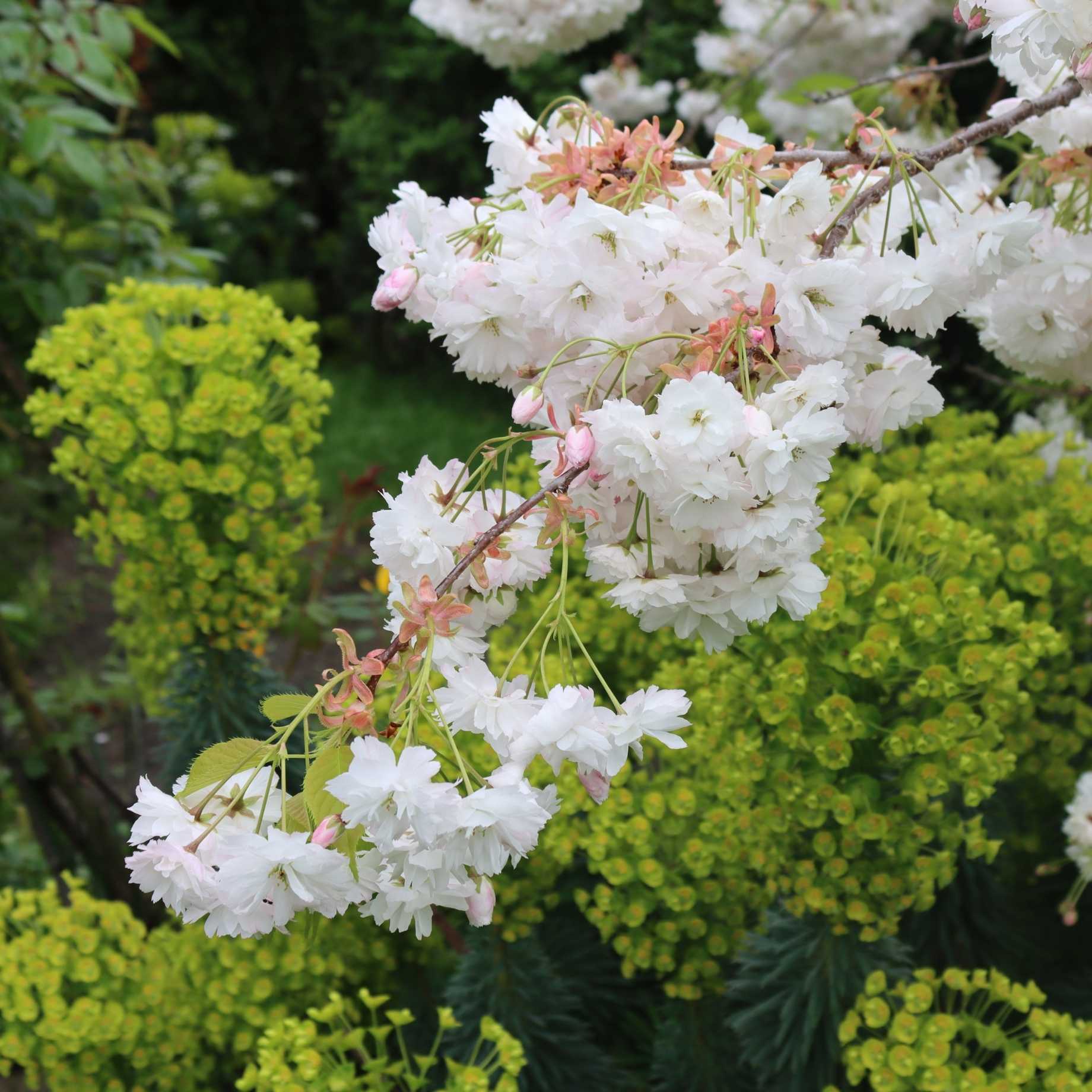 Prunus 'Shogetsu'