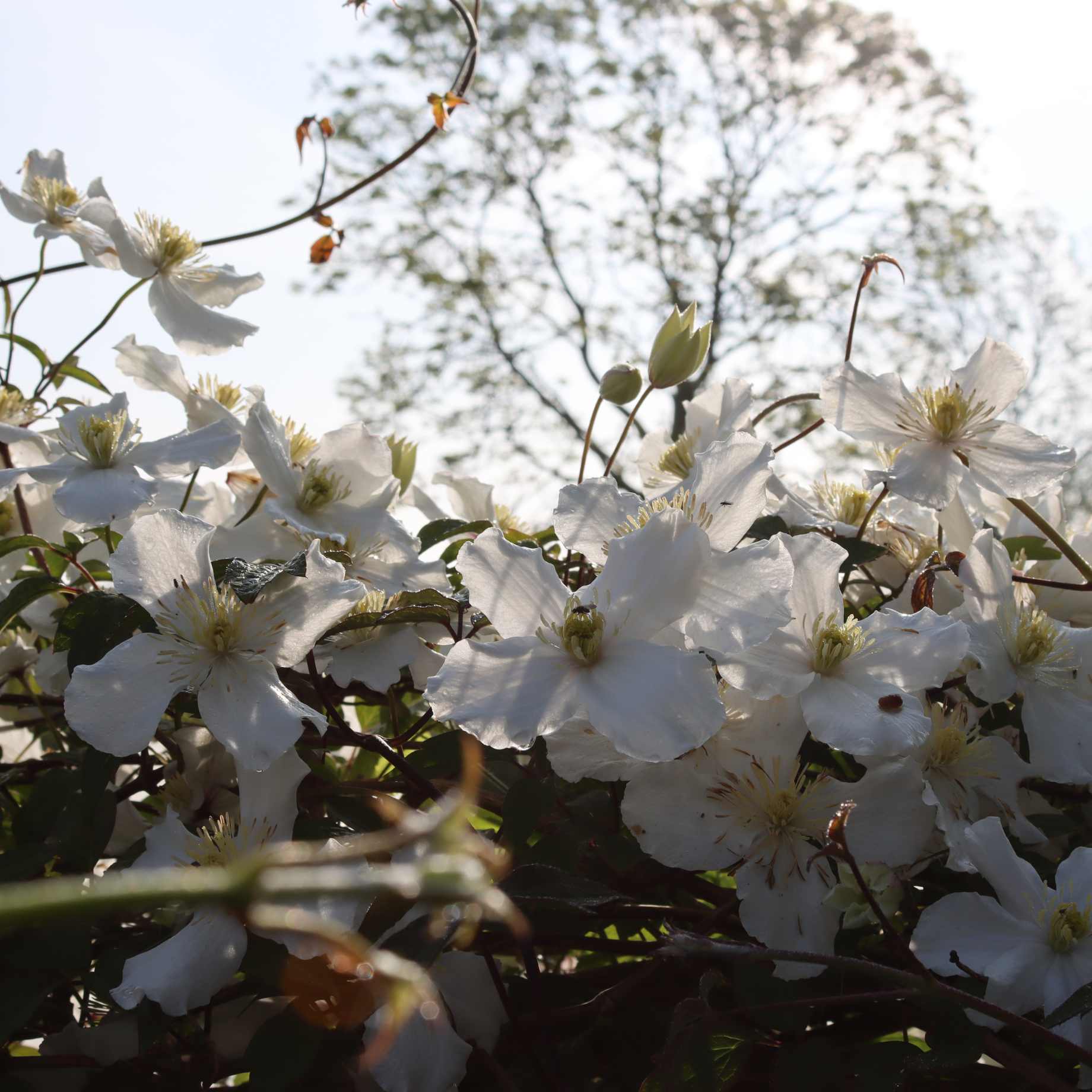 Clematis montana 'Alba'