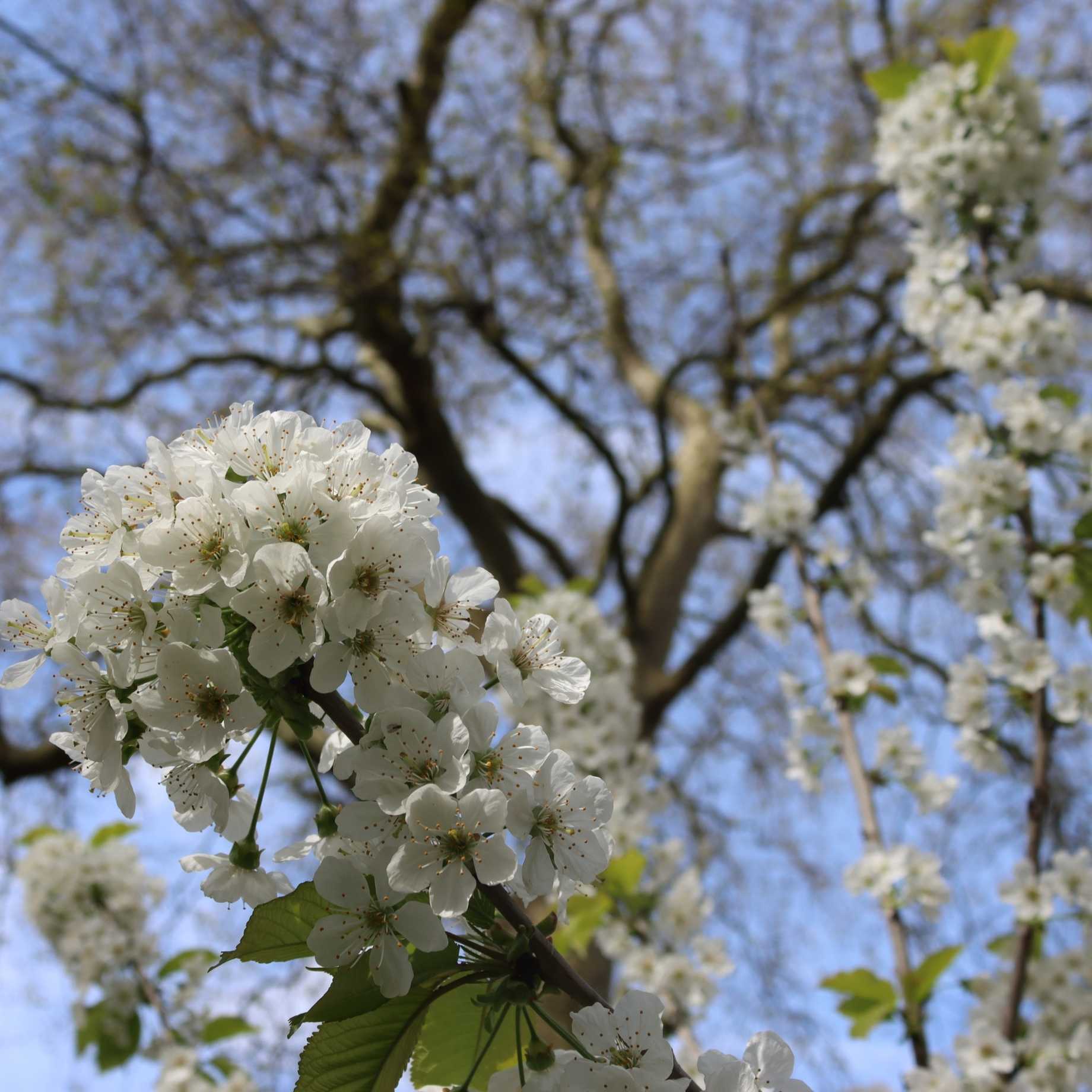 Prunus 'Tai-Haku'