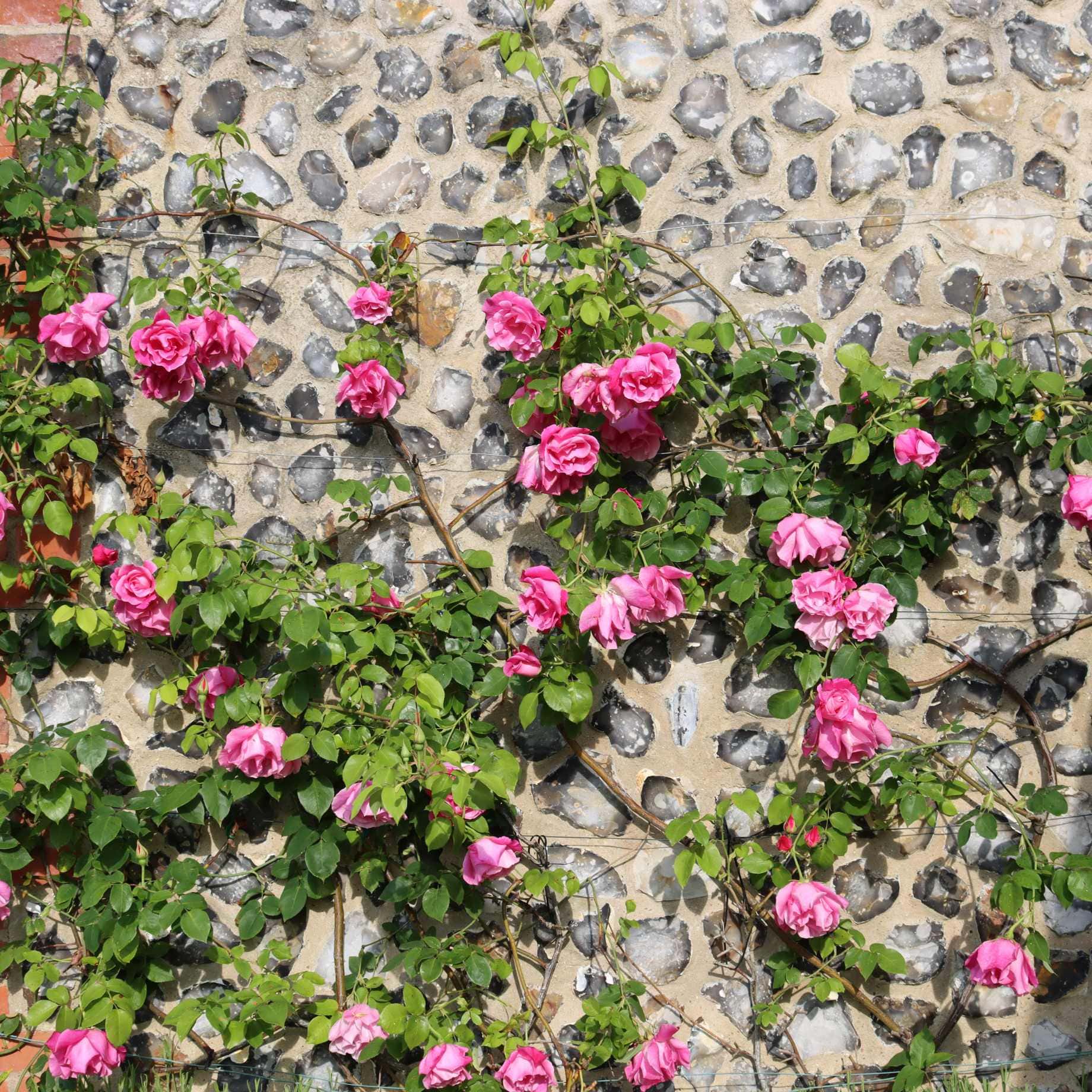 'Valentine Heart' Floribunda Rose