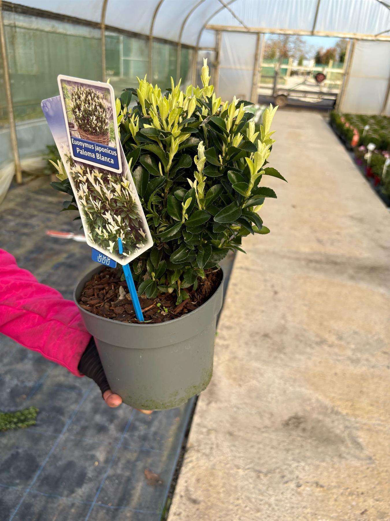 Euonymus Paloma Blanca 2 Litre Pot