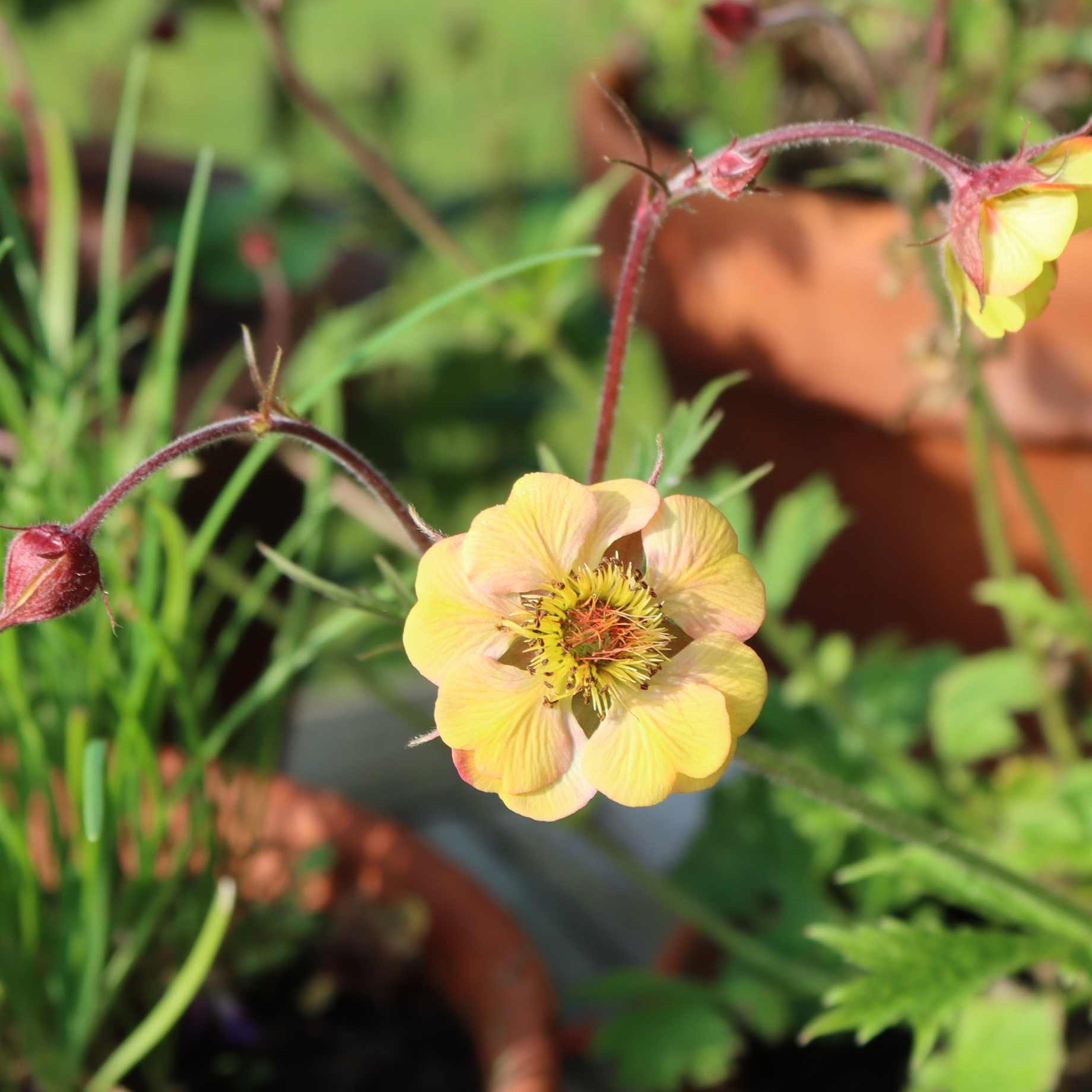 Geum 'Tequila Sunrise'