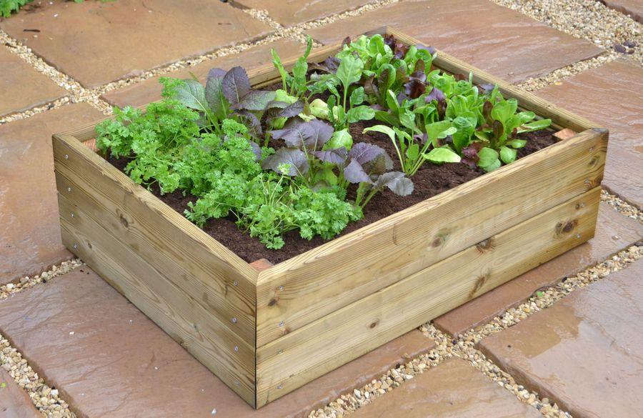 Herb & Salad Cloche Planter - Hortibliss