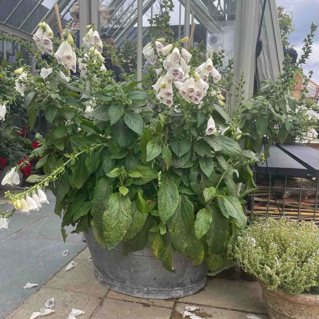 Digitalis 'Dalmatian White'