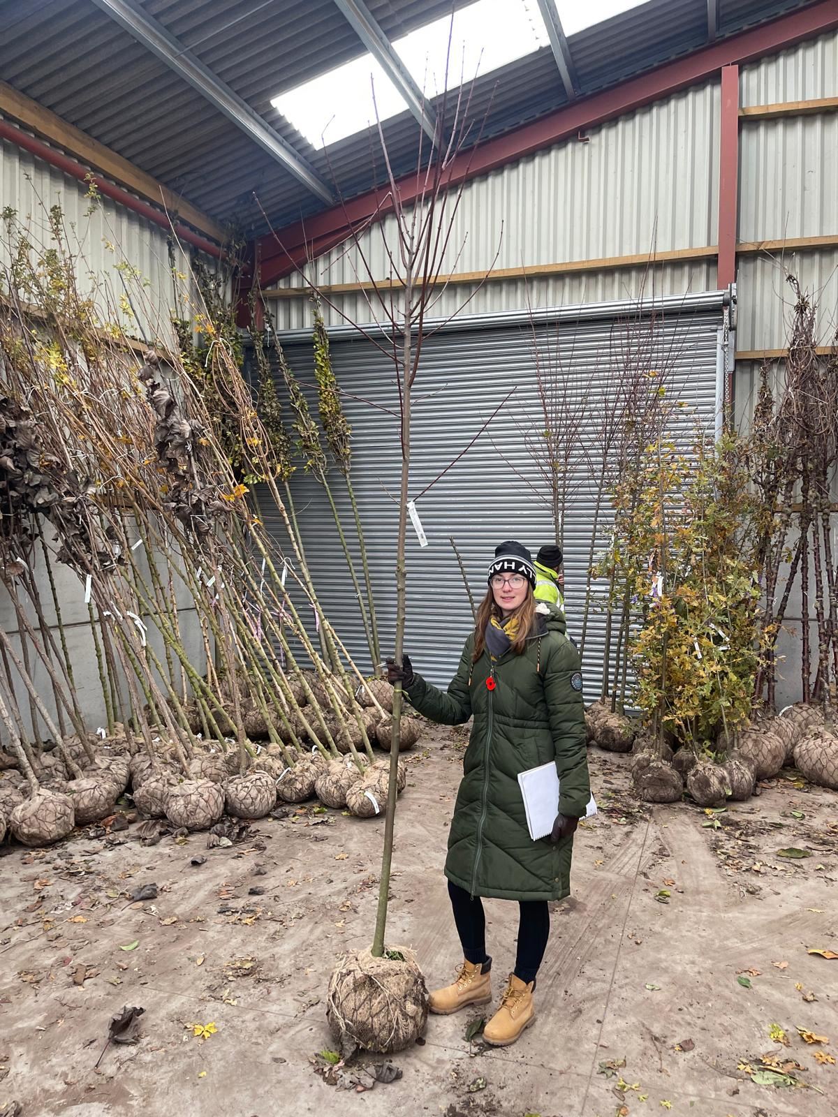 Acer Rubrum Red Sunset 8-10cm Girth Order For June