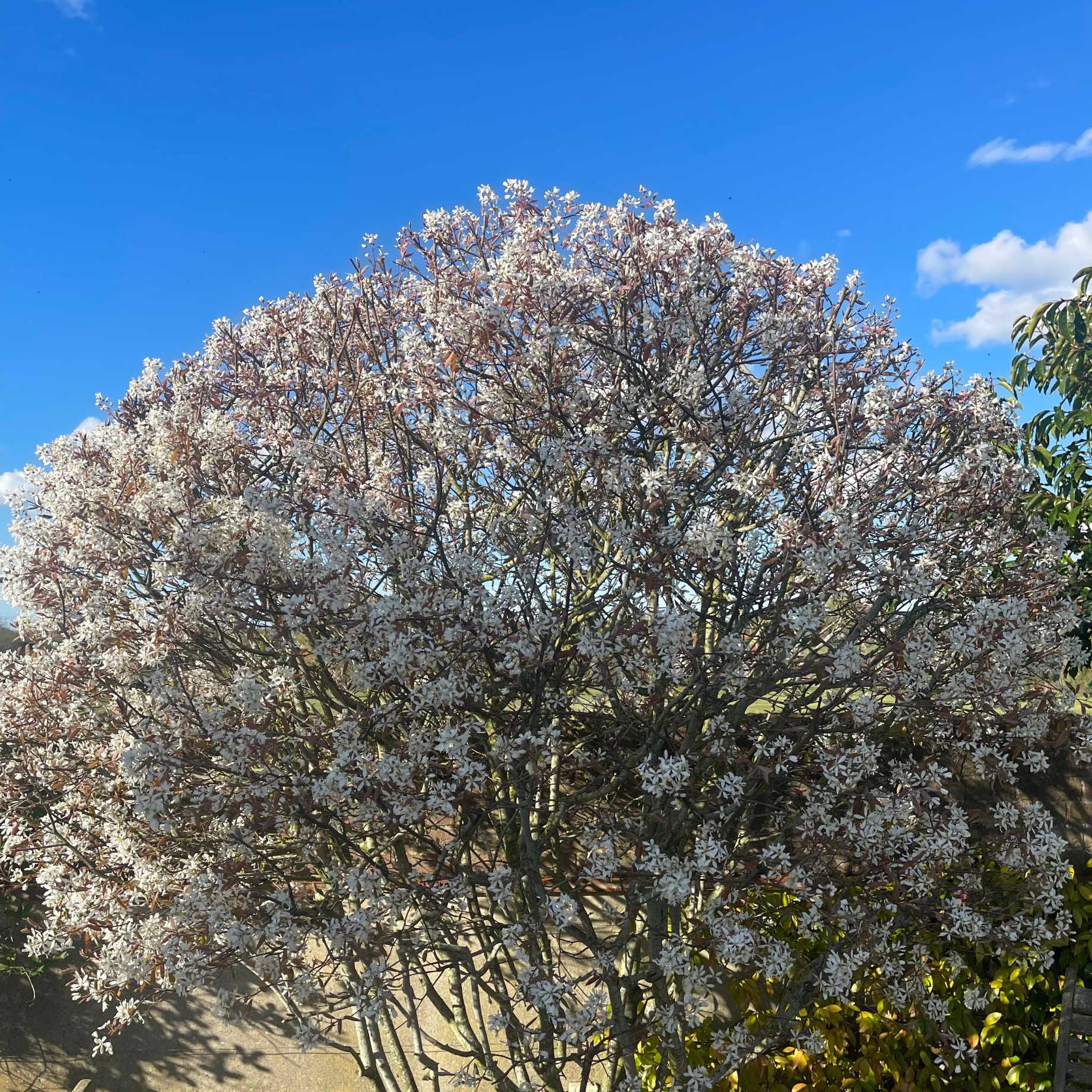 Amelanchier canadensis Hedging