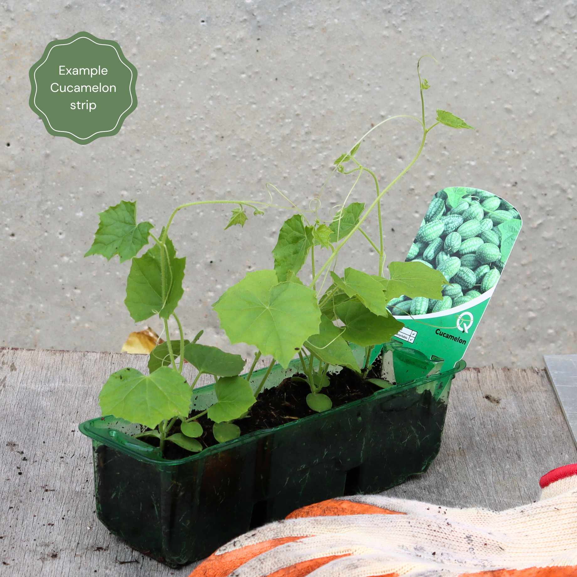 Cucamelon Plants