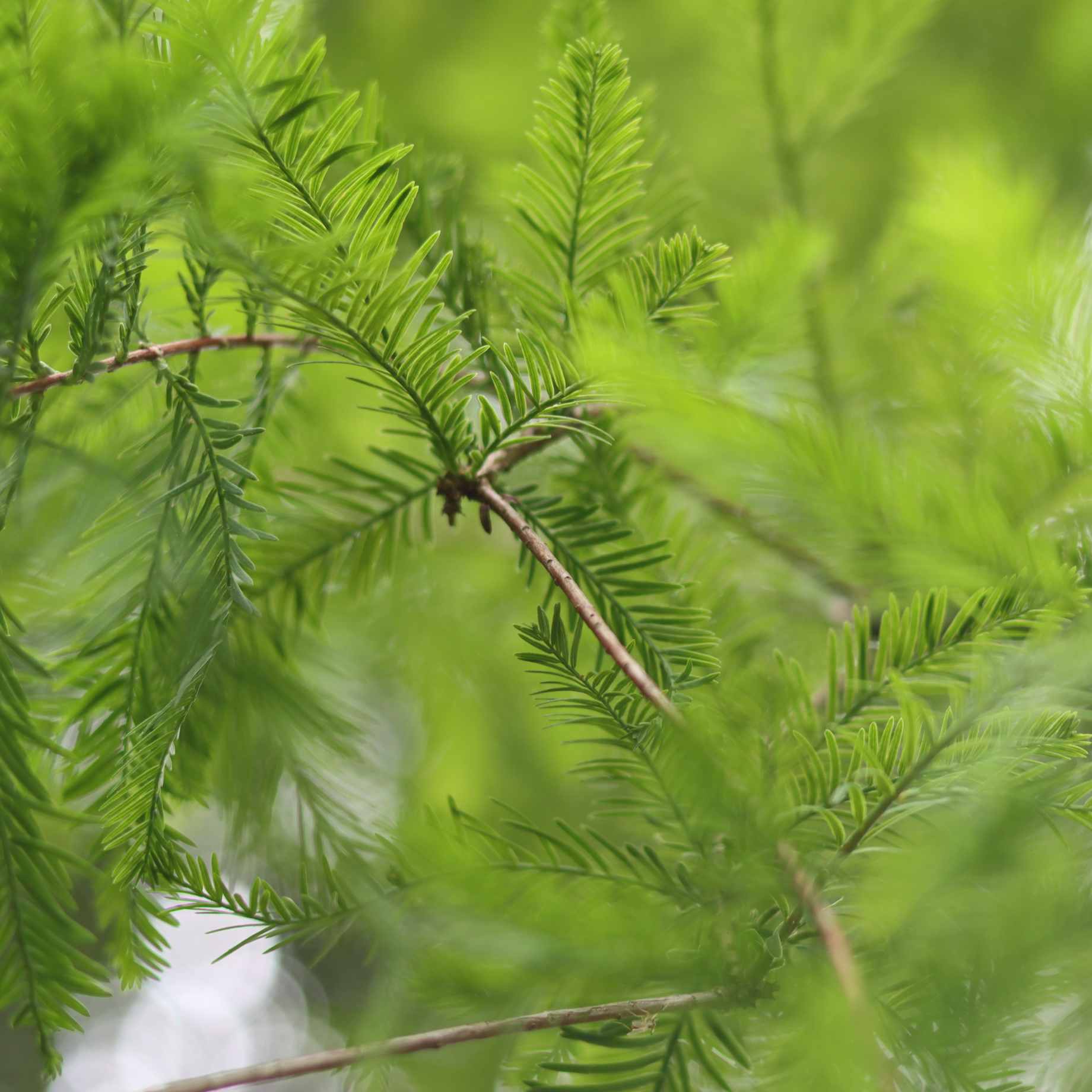 Cupressocyparis leylandii 'Haggerston Grey'