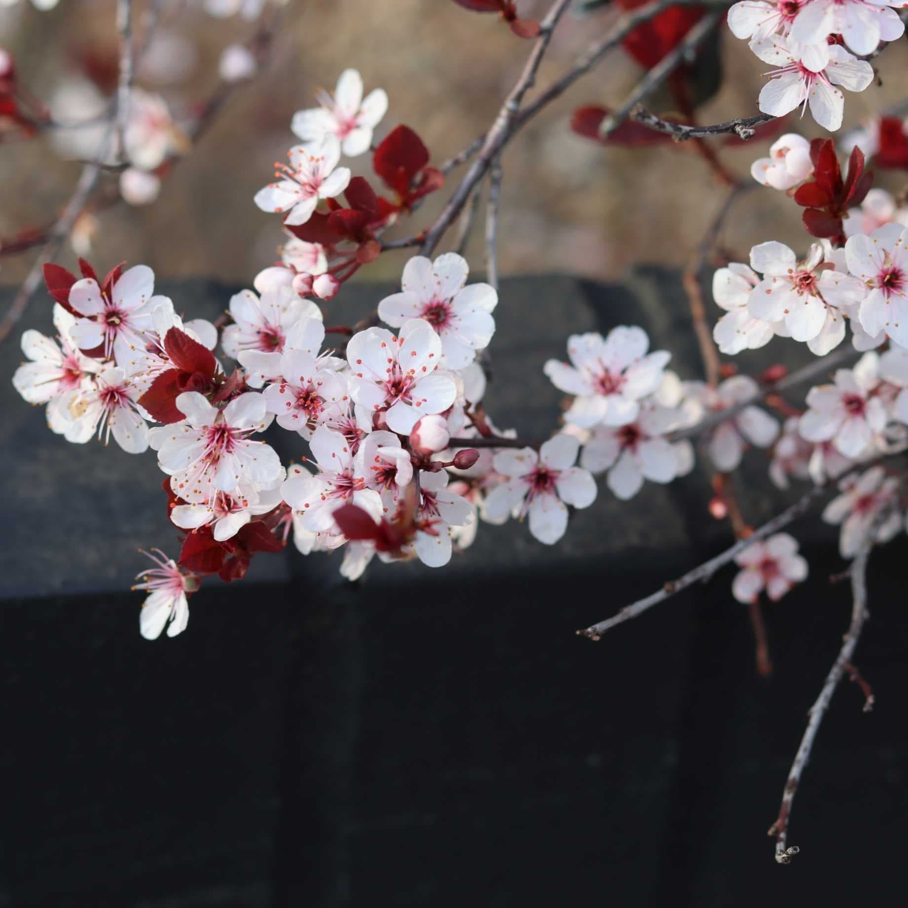 Prunus cerasifera