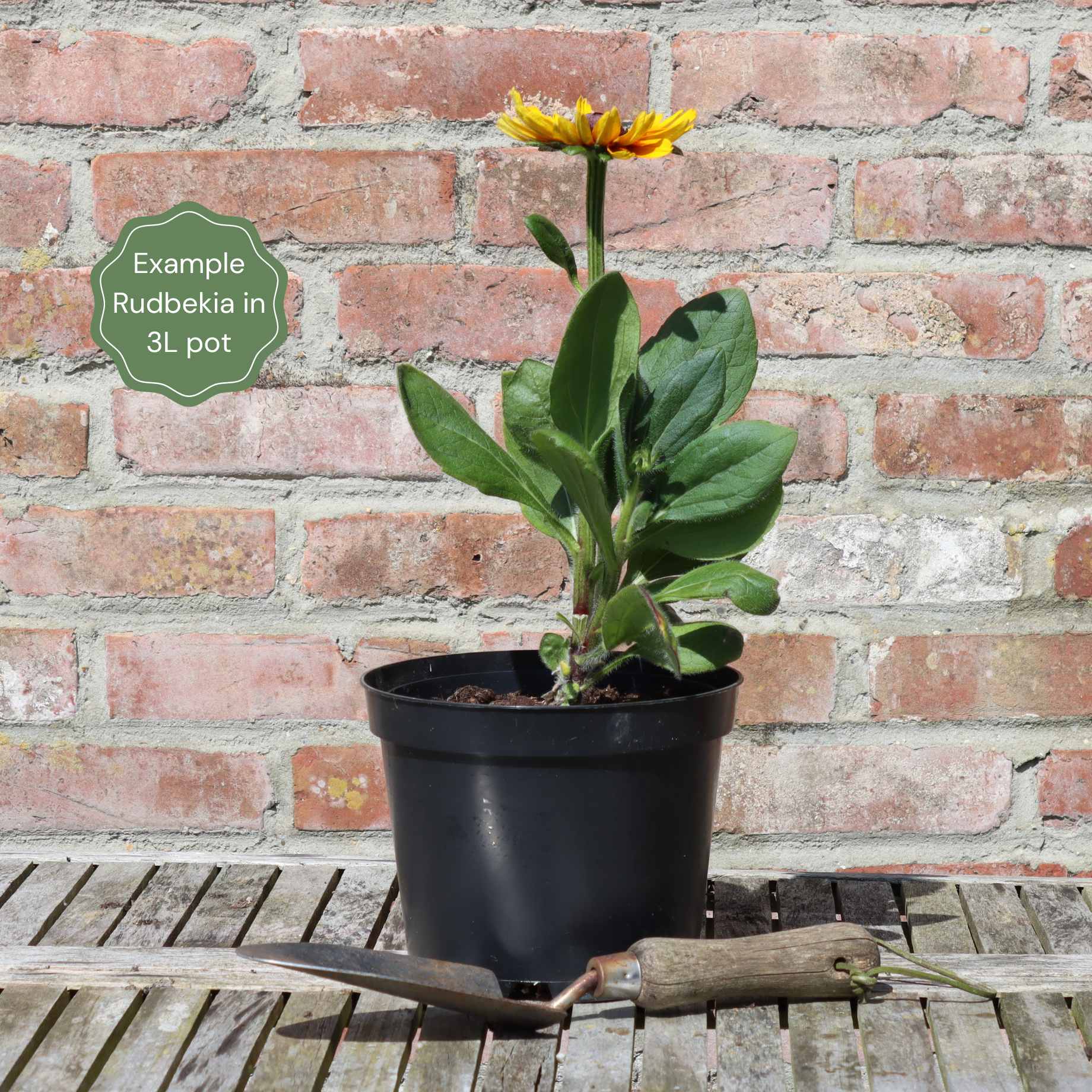 Rudbeckia 'Double Kissing SmileyZ'