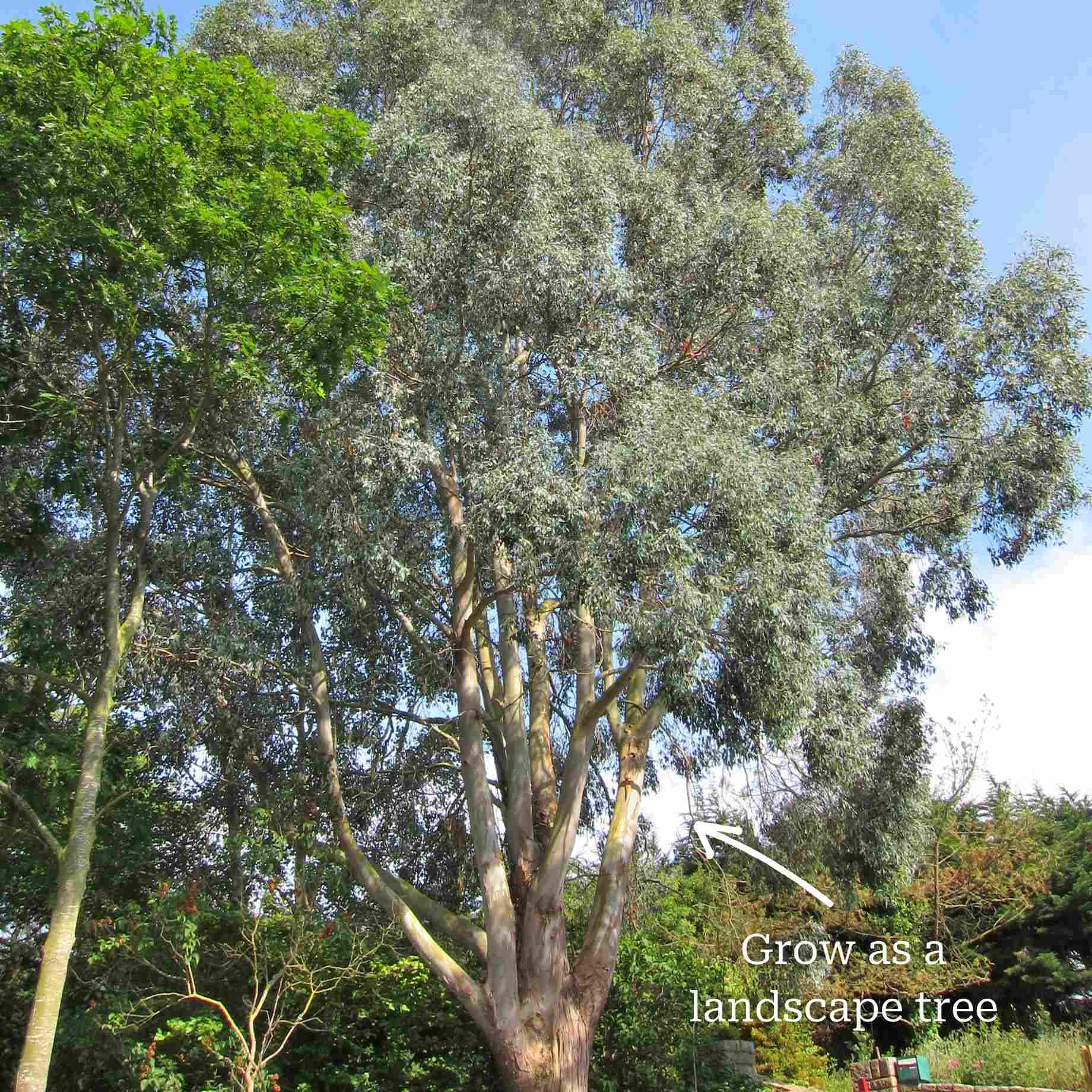 Eucalyptus gunnii