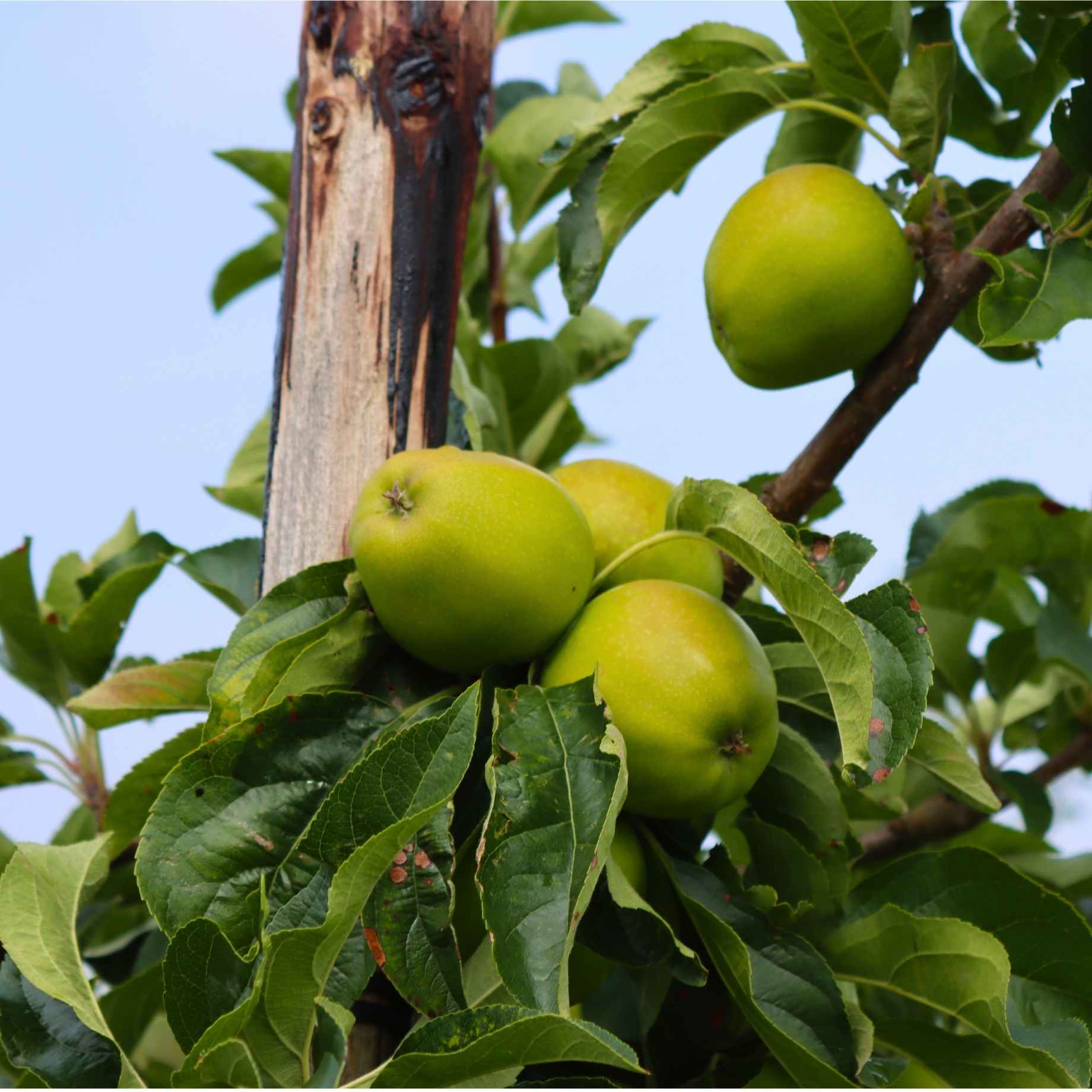 'Grenadier' Apple Tree