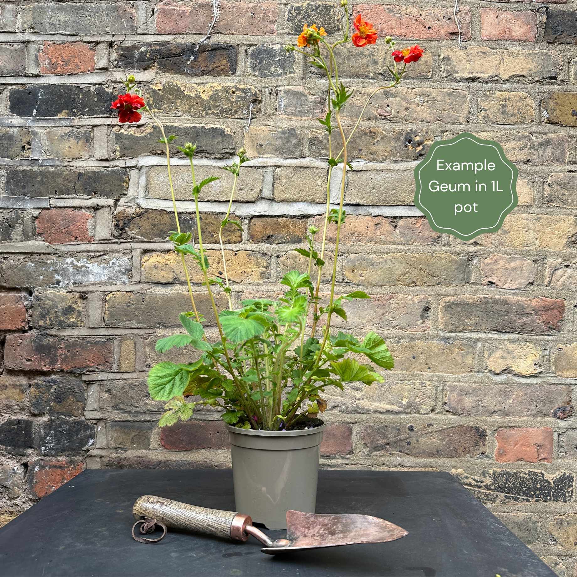 Geum 'Tequila Sunrise'