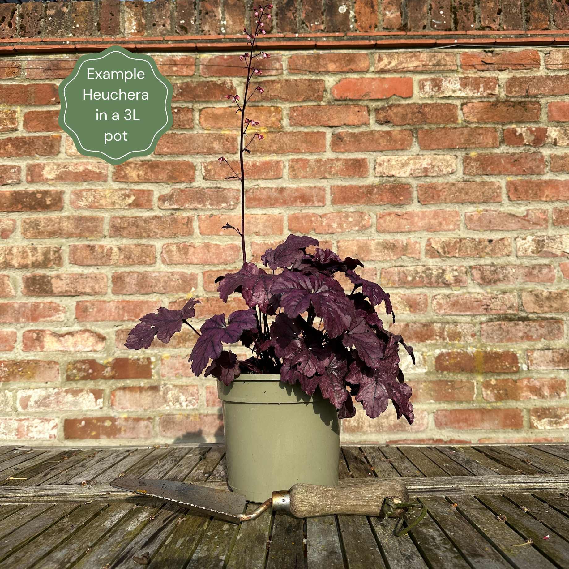Heuchera 'Lime Marmalade'